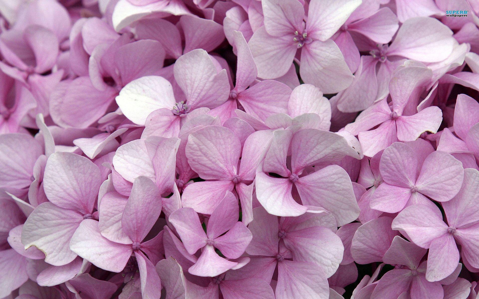 Hydrangea Wallpapers Wallpaper Cave