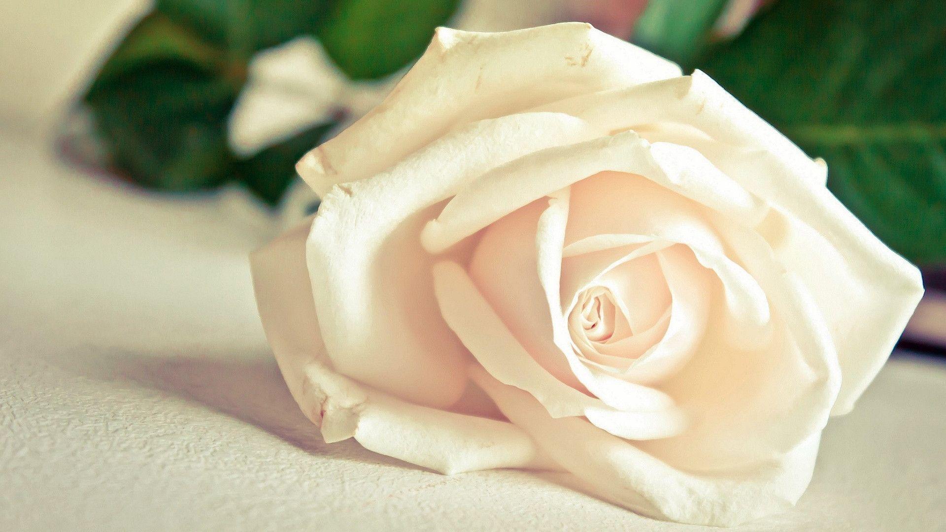 White Roses Wallpapers Wallpaper Cave