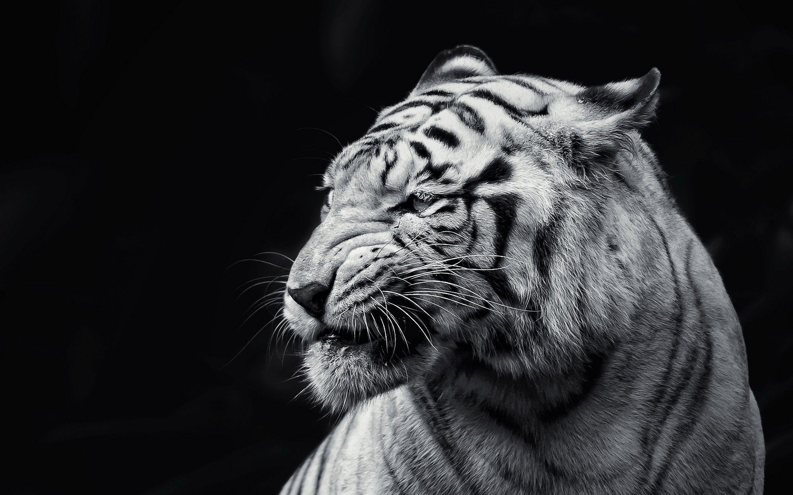 White Tiger HD Wallpapers Wallpaper Cave