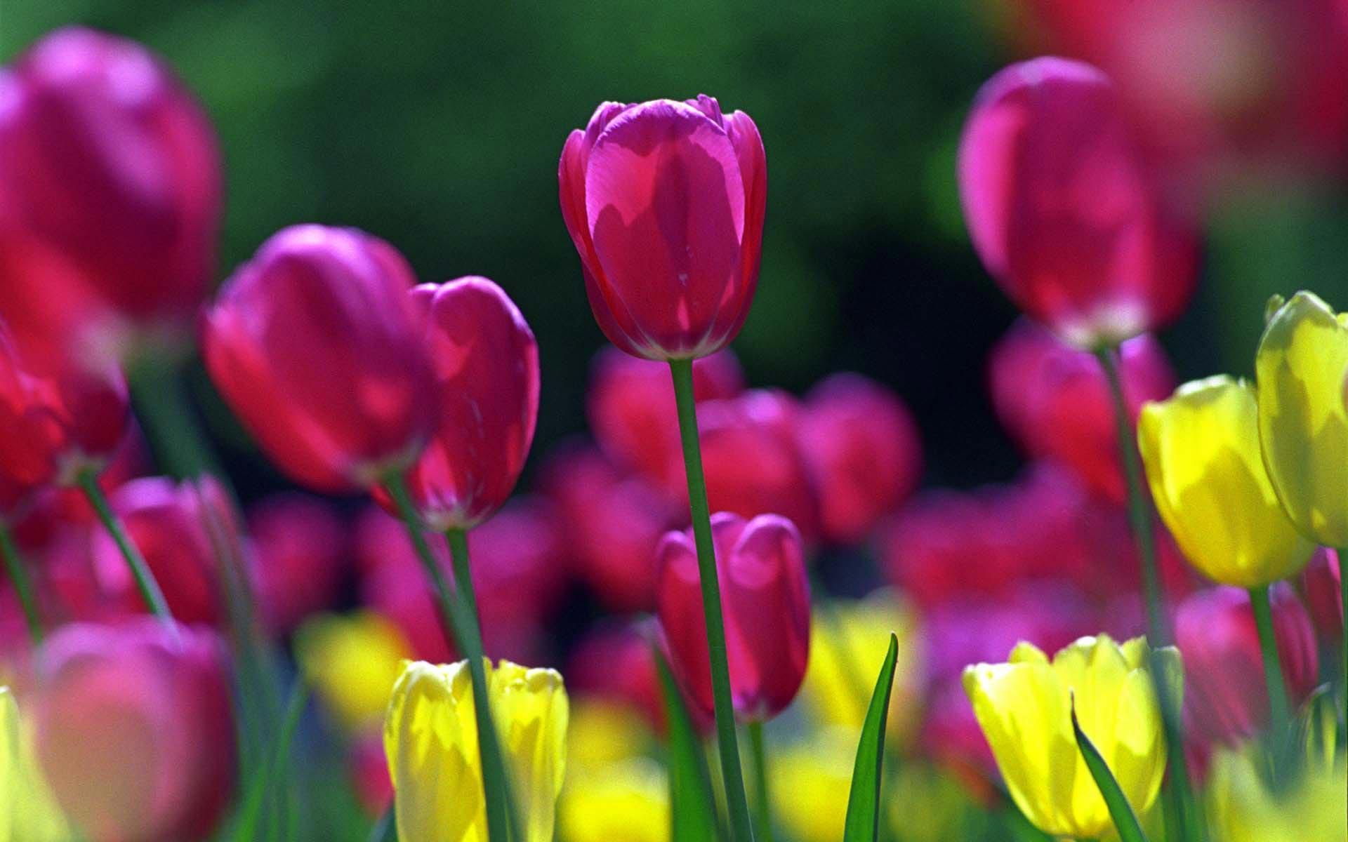 Tulip Wallpapers Wallpaper Cave