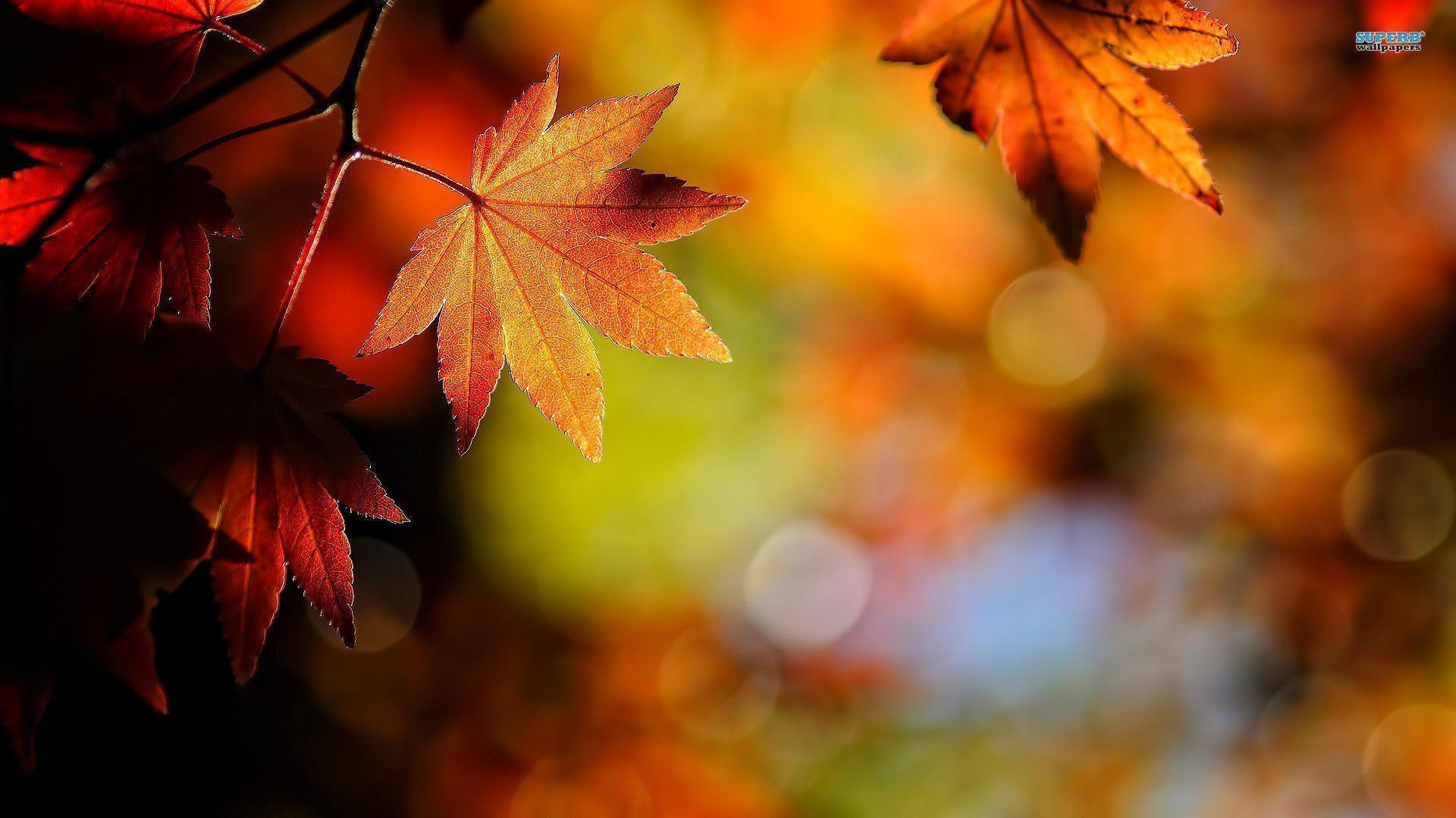 Red Leaf Wallpapers Wallpaper Cave