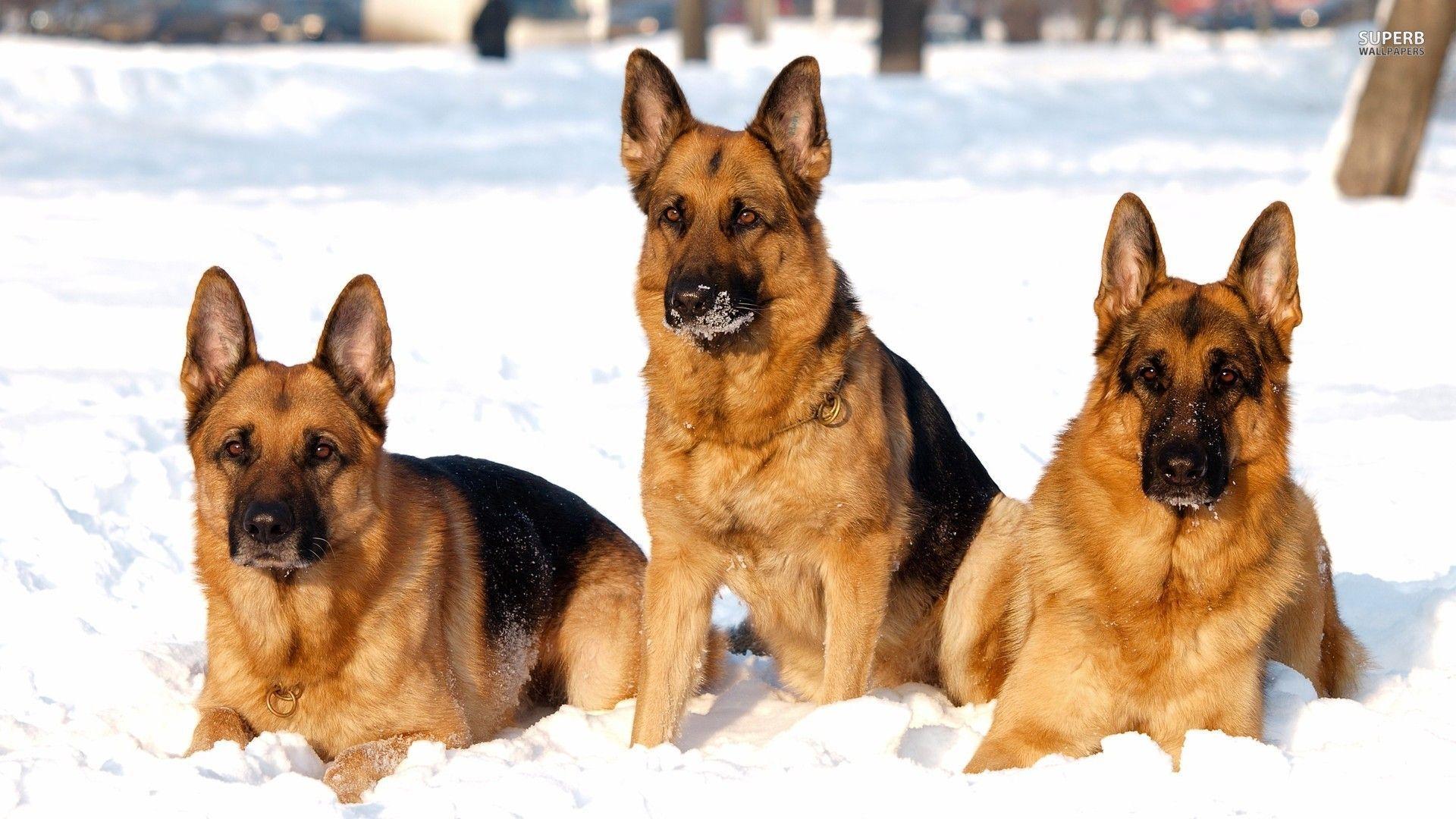 German Shepherd Wallpapers Wallpaper Cave