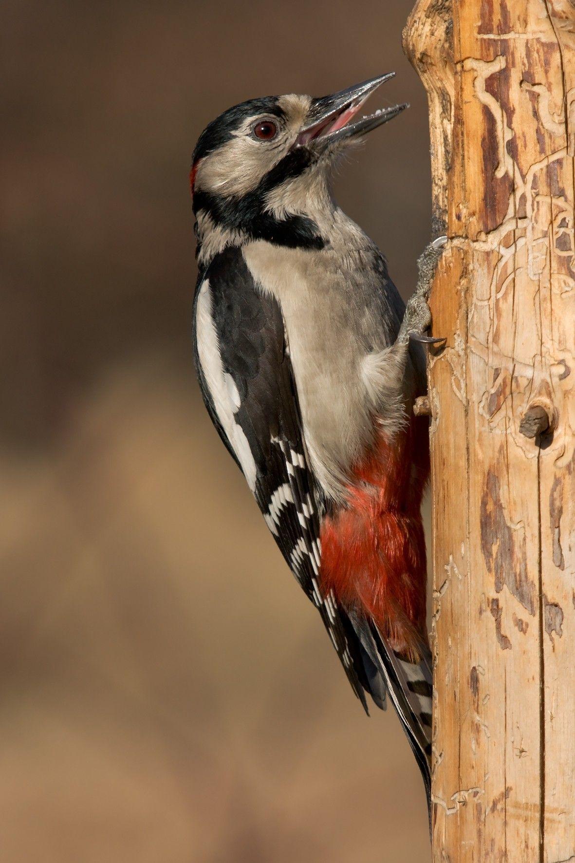 Woodpecker Wallpapers Wallpaper Cave