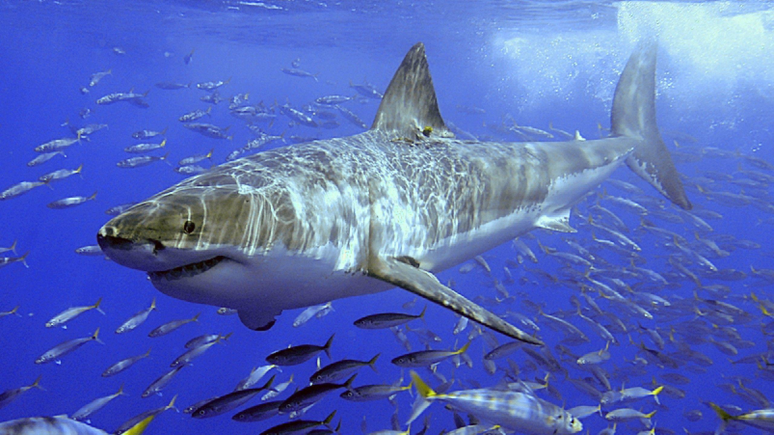 Great White Wallpapers Wallpaper Cave