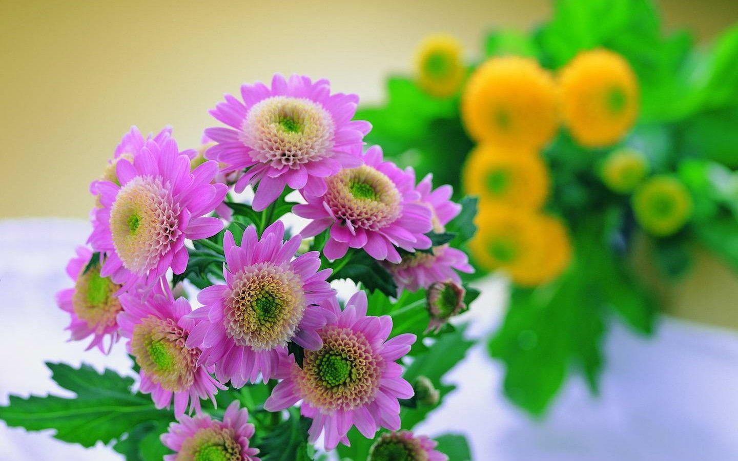 Light Pink Flowers Desktop Wallpaper Full Screen Images