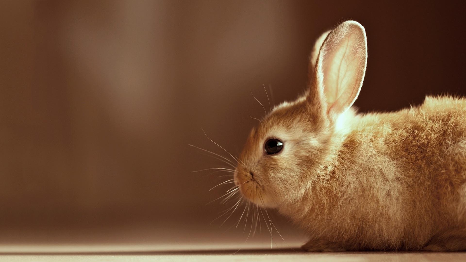 Baby Bunny Wallpapers Wallpaper Cave