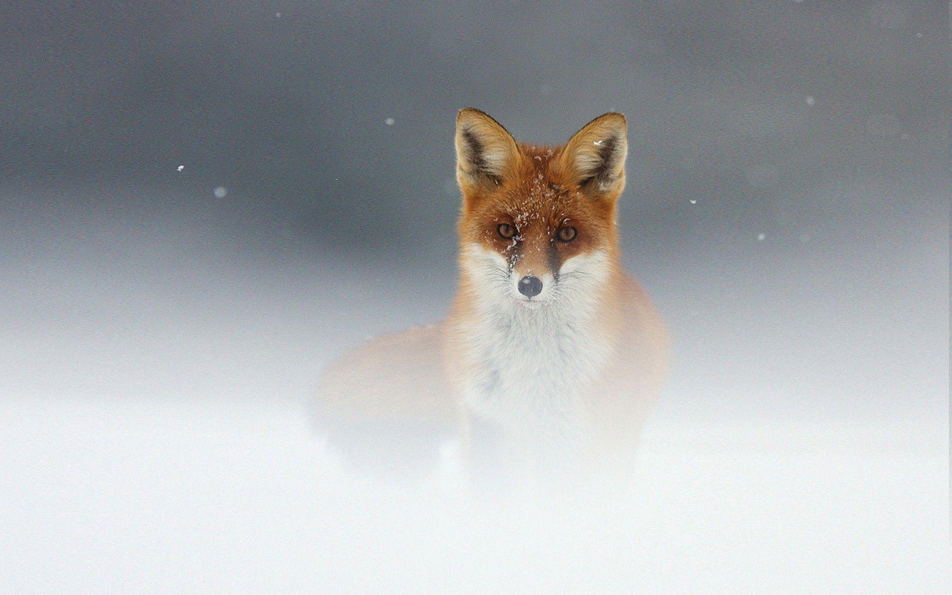 Red Fox Wallpapers Wallpaper Cave
