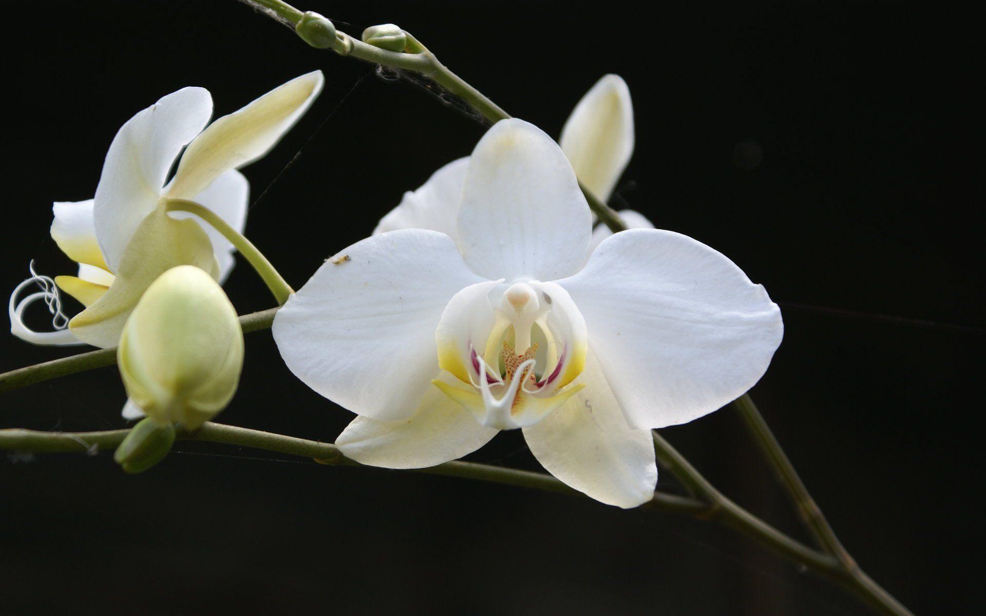 White Orchid Wallpapers Wallpaper Cave