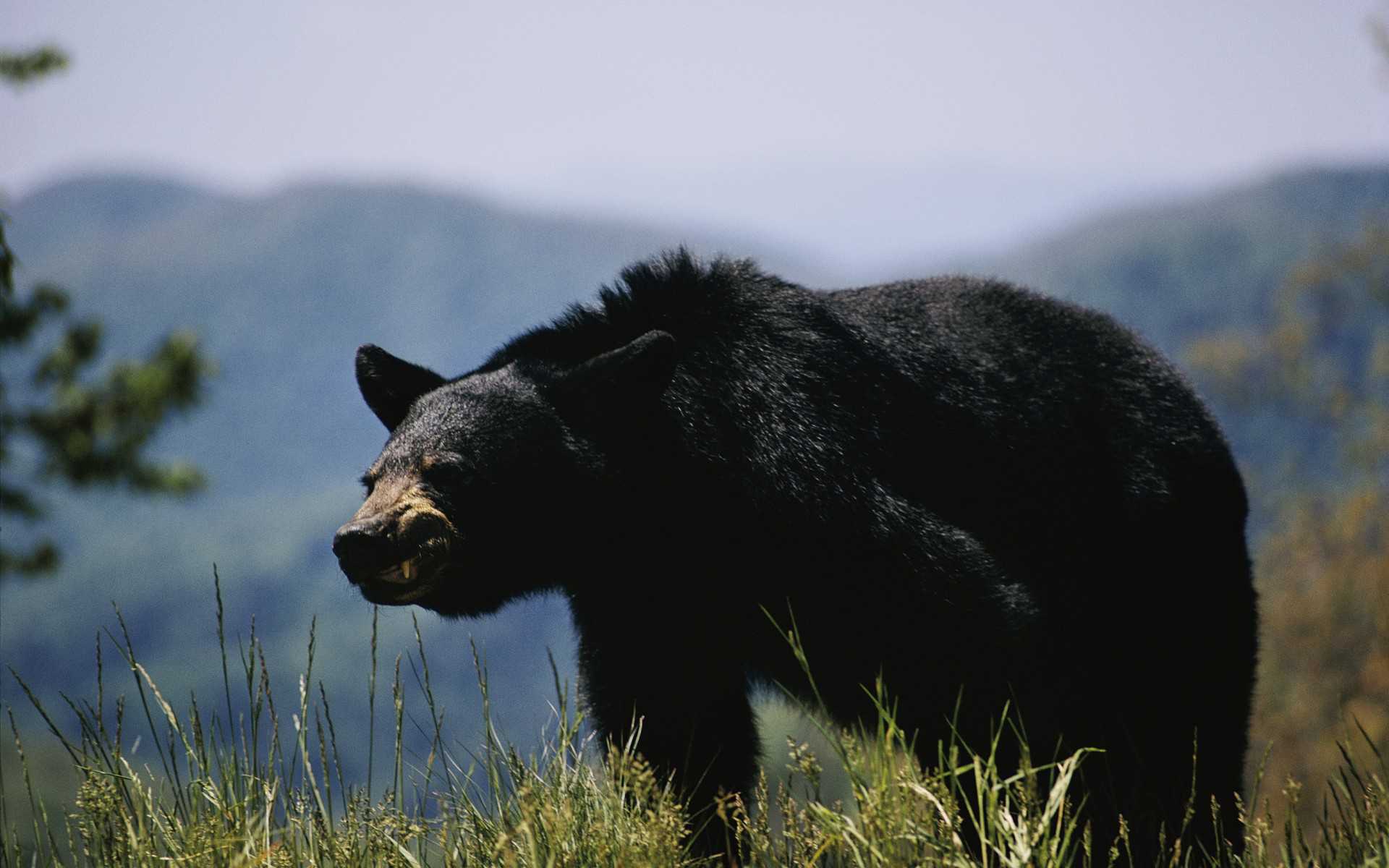 Free Black Bear Wallpapers Wallpaper Cave