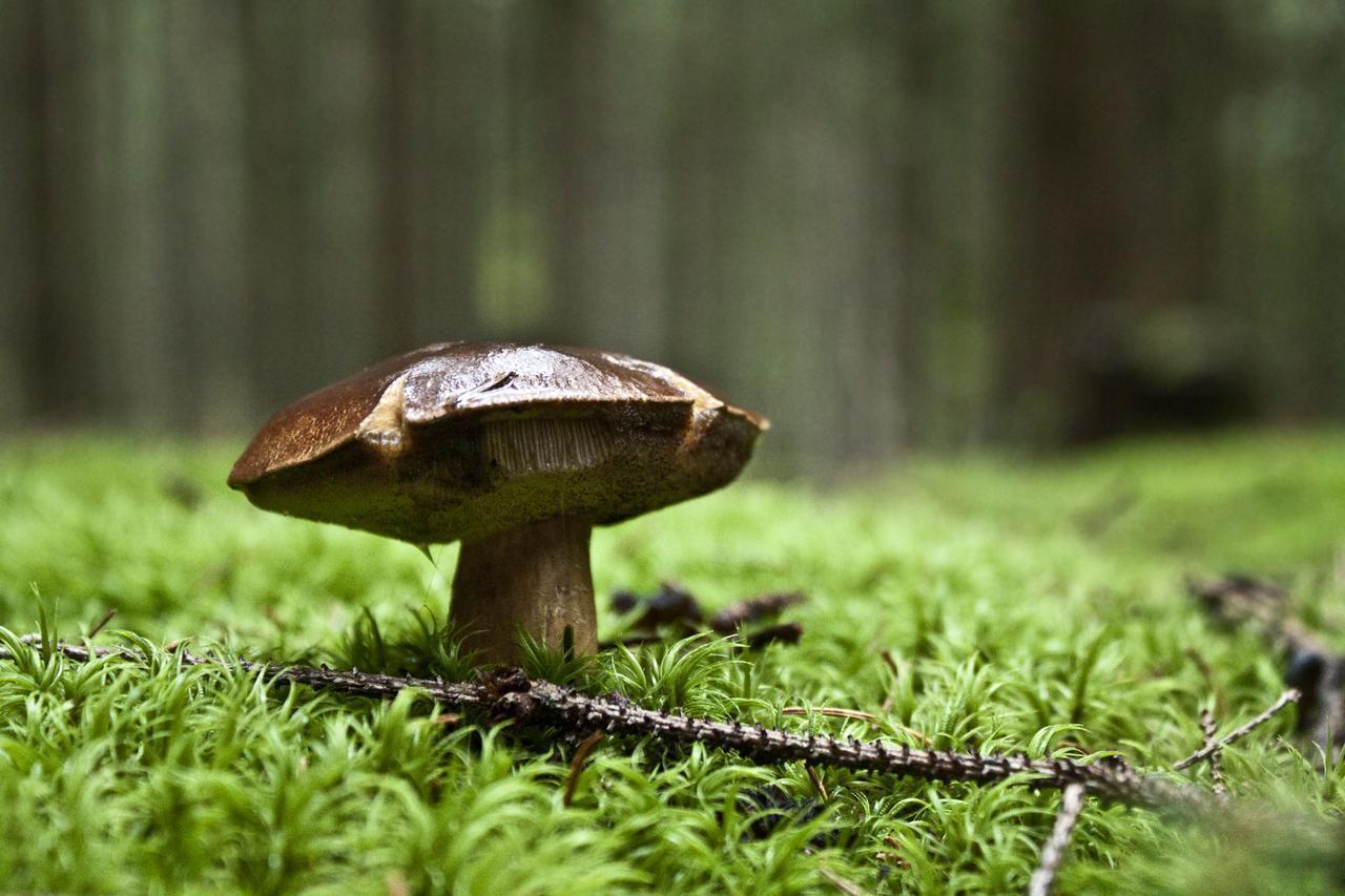 Mushroom Wallpapers Wallpaper Cave