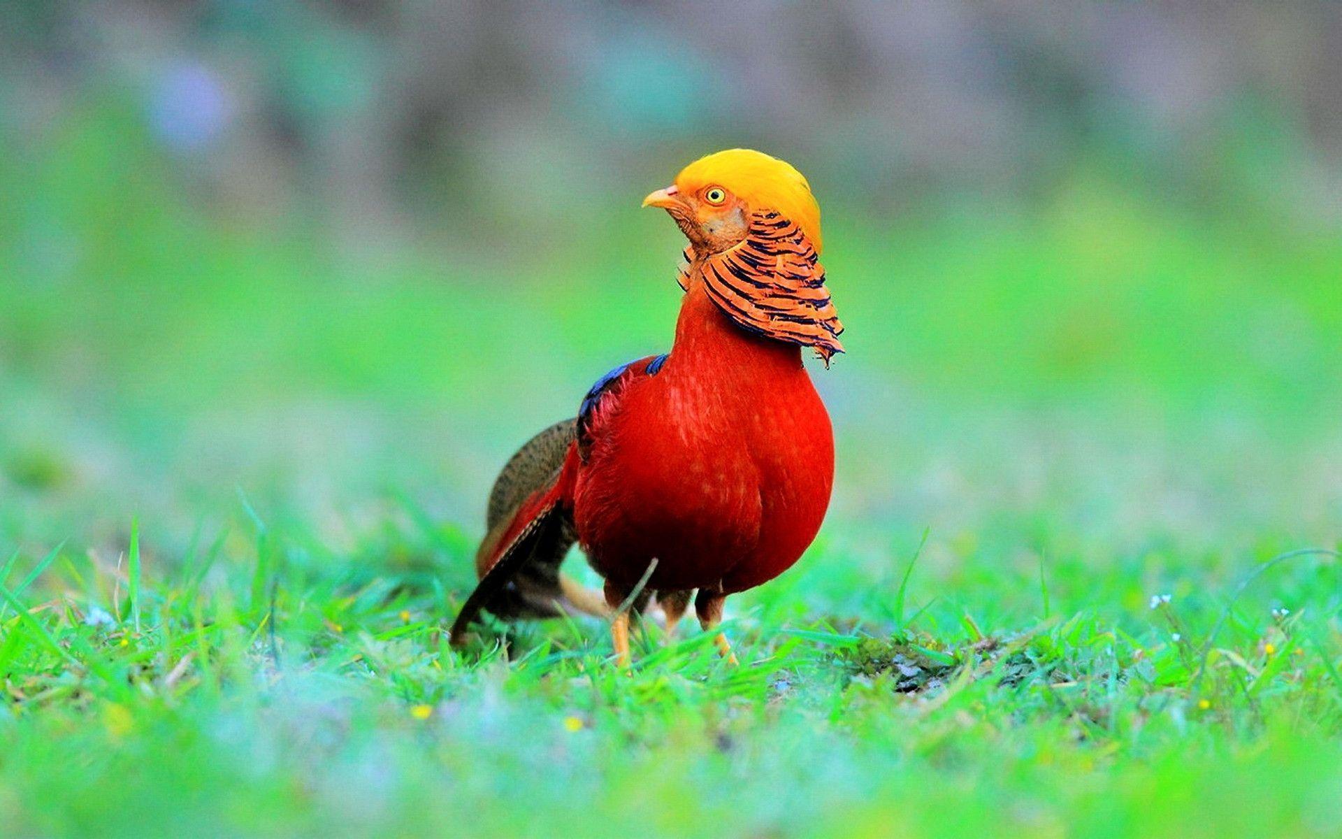 Red Bird Wallpapers Wallpaper Cave