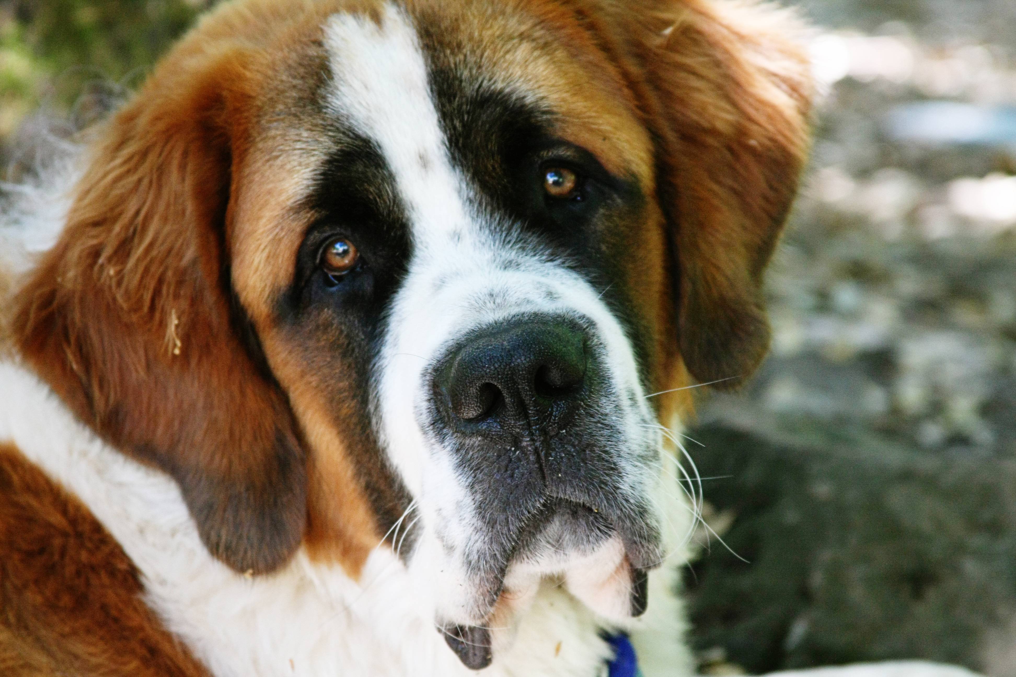St. Bernard Wallpapers Wallpaper Cave