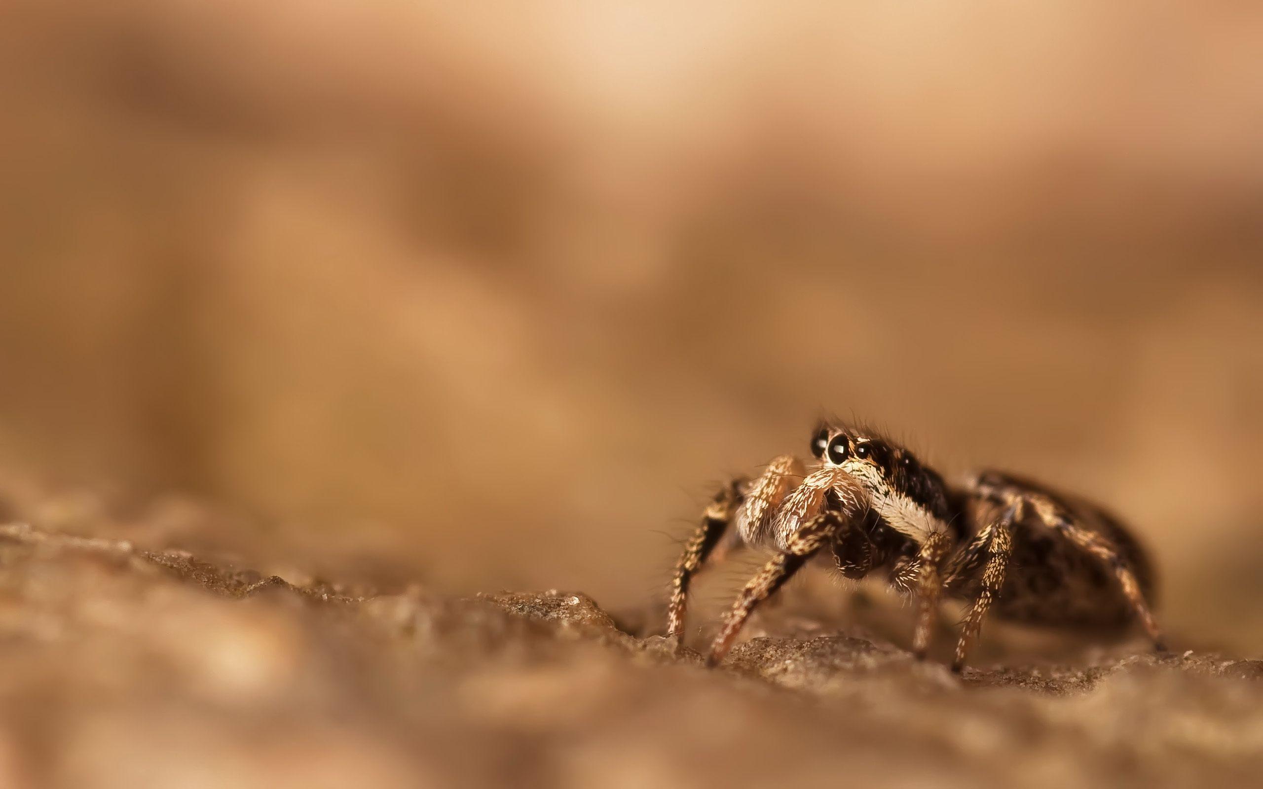 Spider Wallpapers Wallpaper Cave