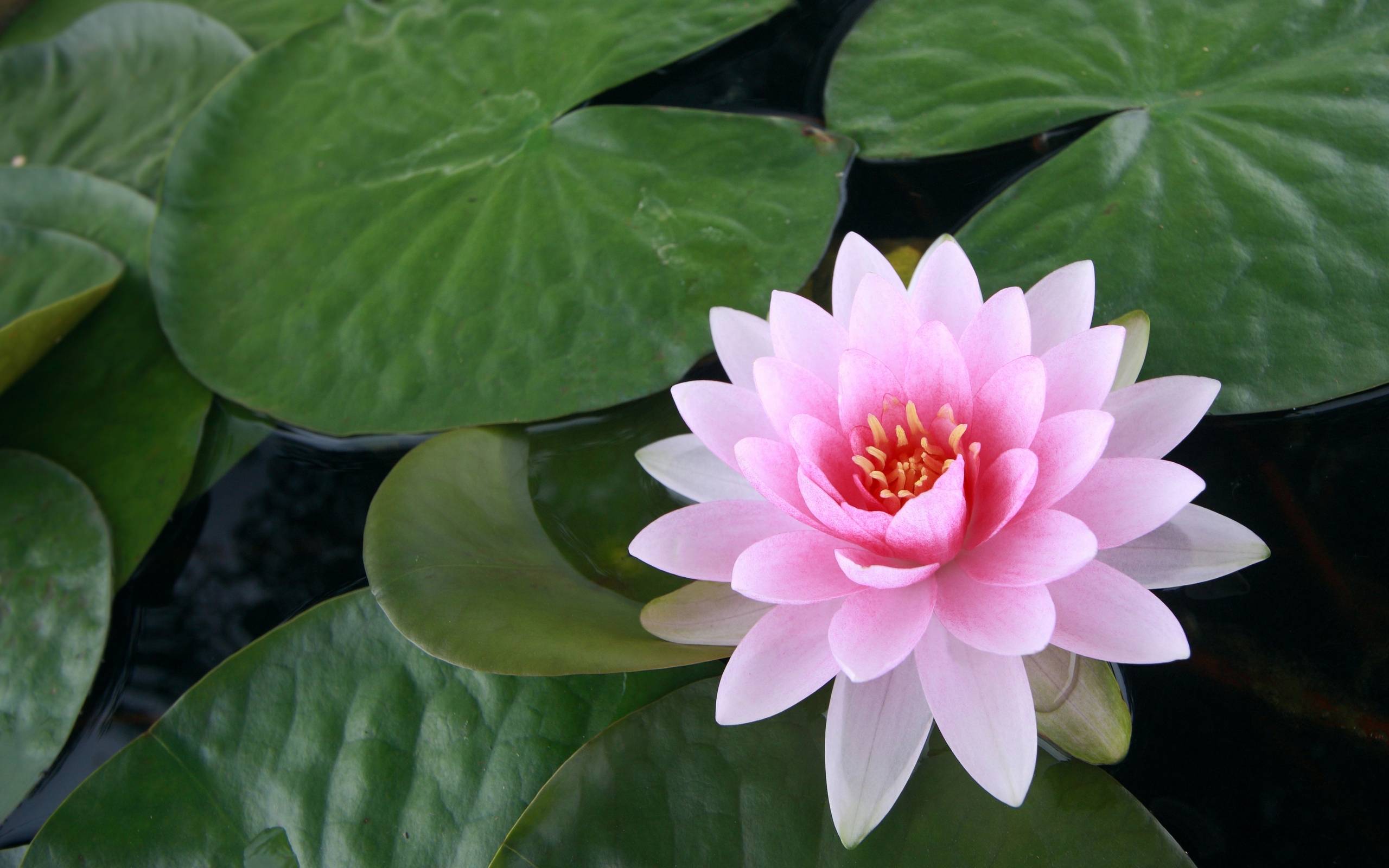 Water Lily Wallpapers Wallpaper Cave