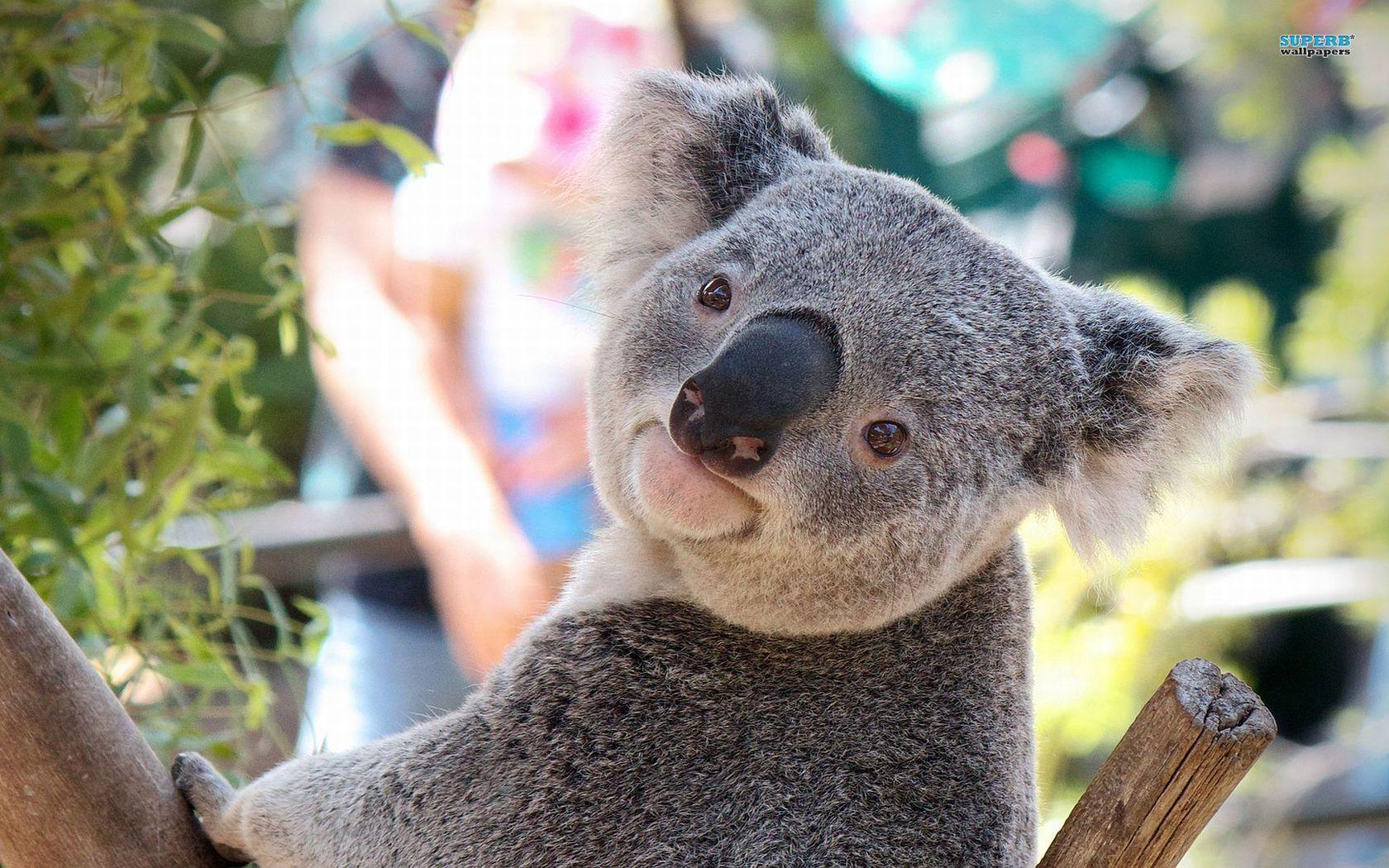 Koala Wallpapers Wallpaper Cave