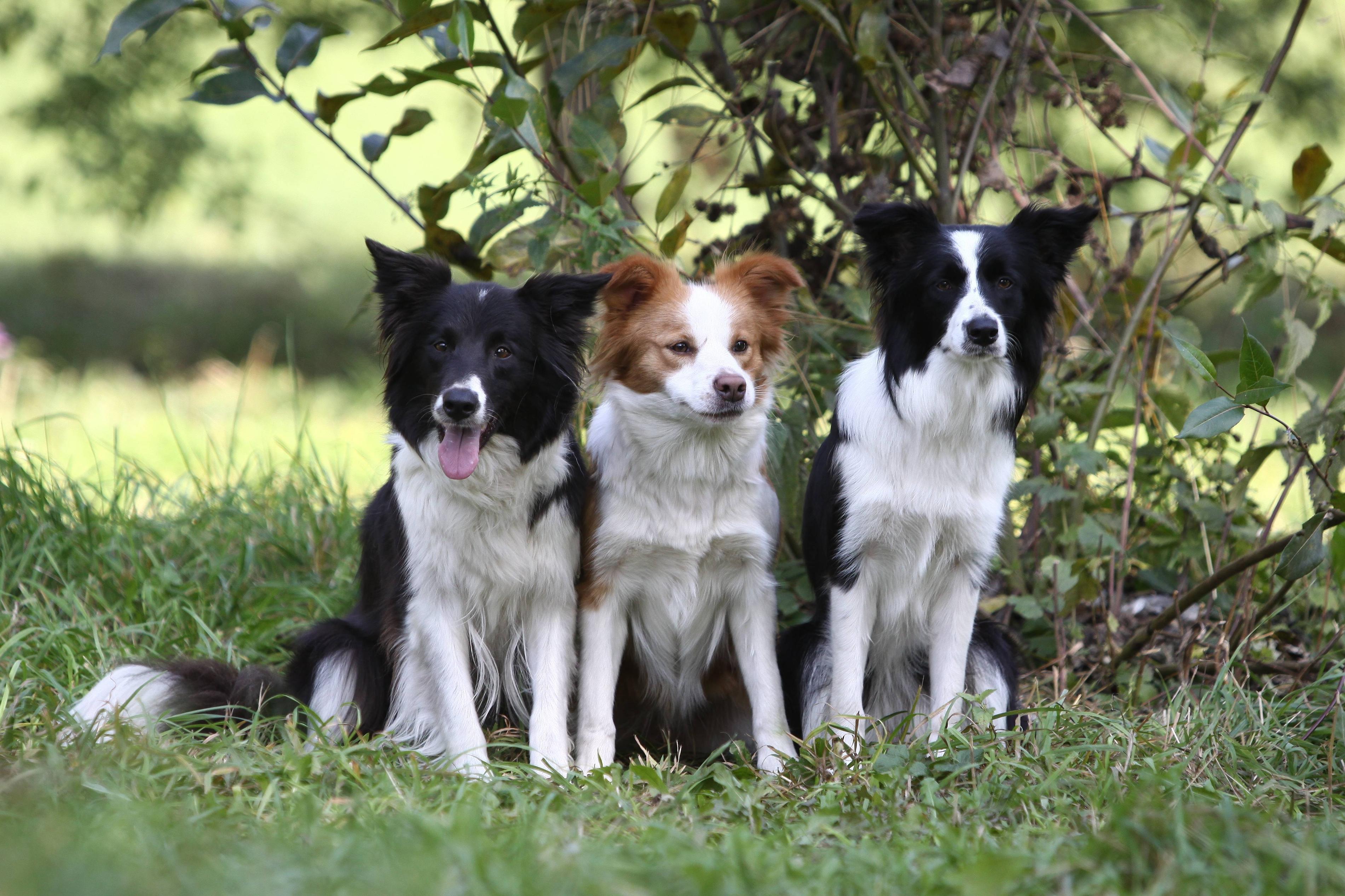 Border Collie Wallpapers Wallpaper Cave