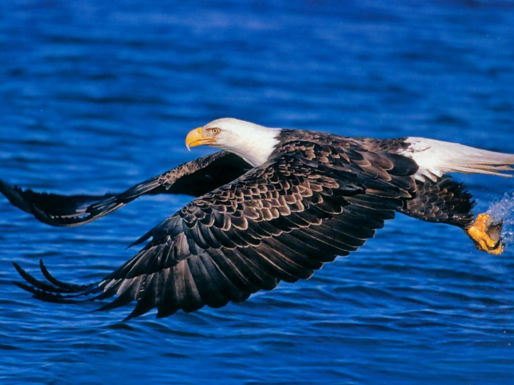 Free Bald Eagle Wallpapers Wallpaper Cave