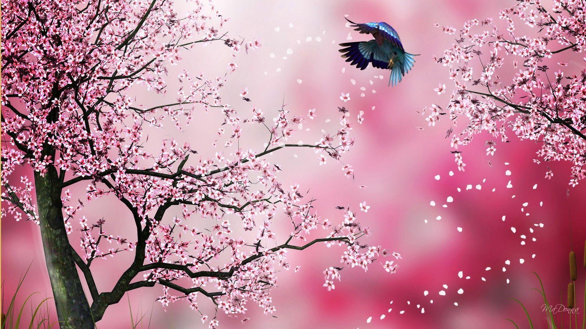 Sakura Flower Wallpapers Wallpaper Cave