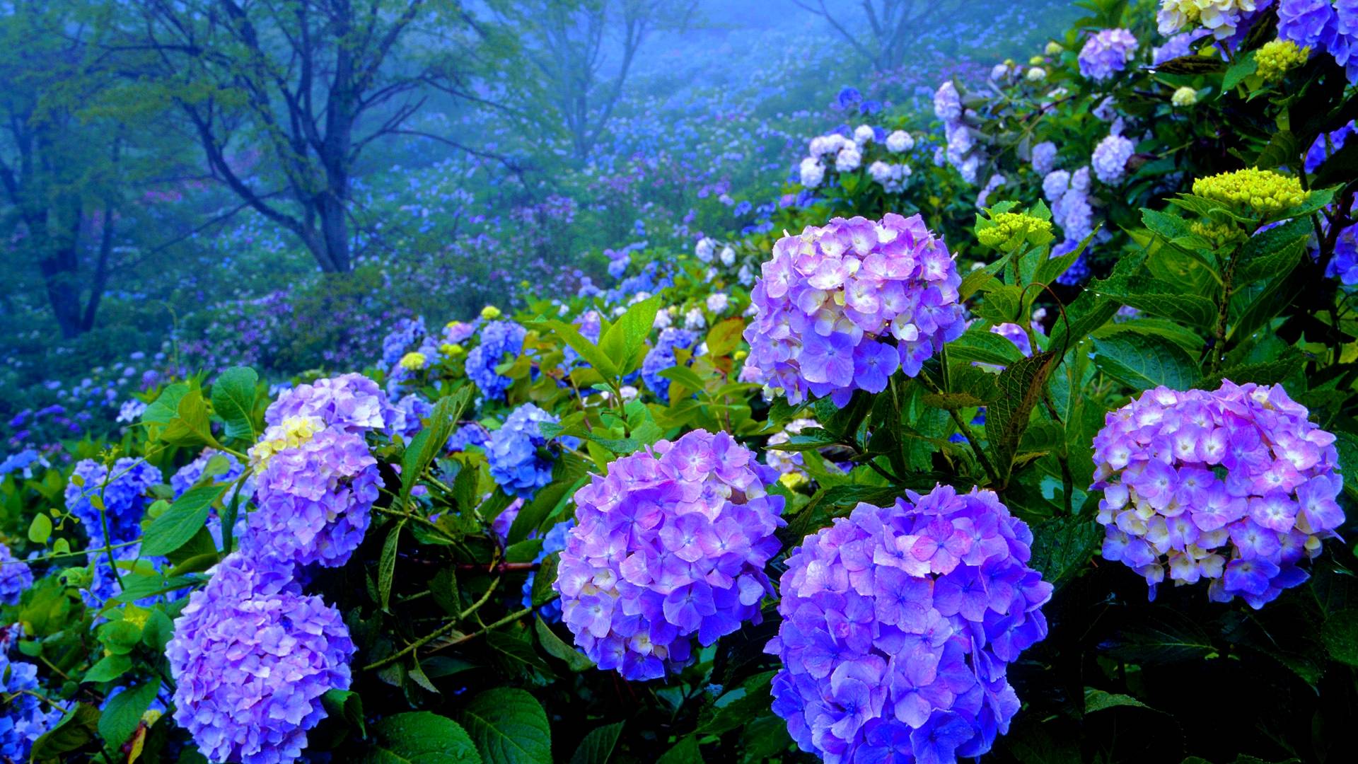 Hydrangea Wallpapers Wallpaper Cave