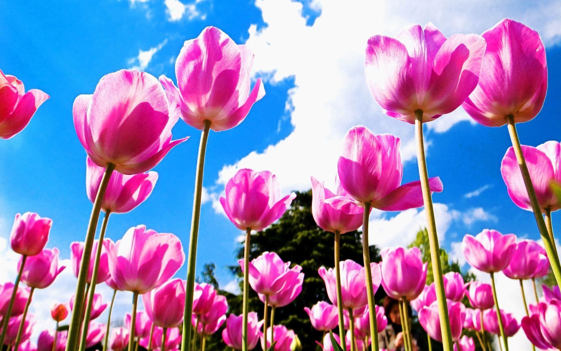 Pink Tulips Wallpapers Wallpaper Cave