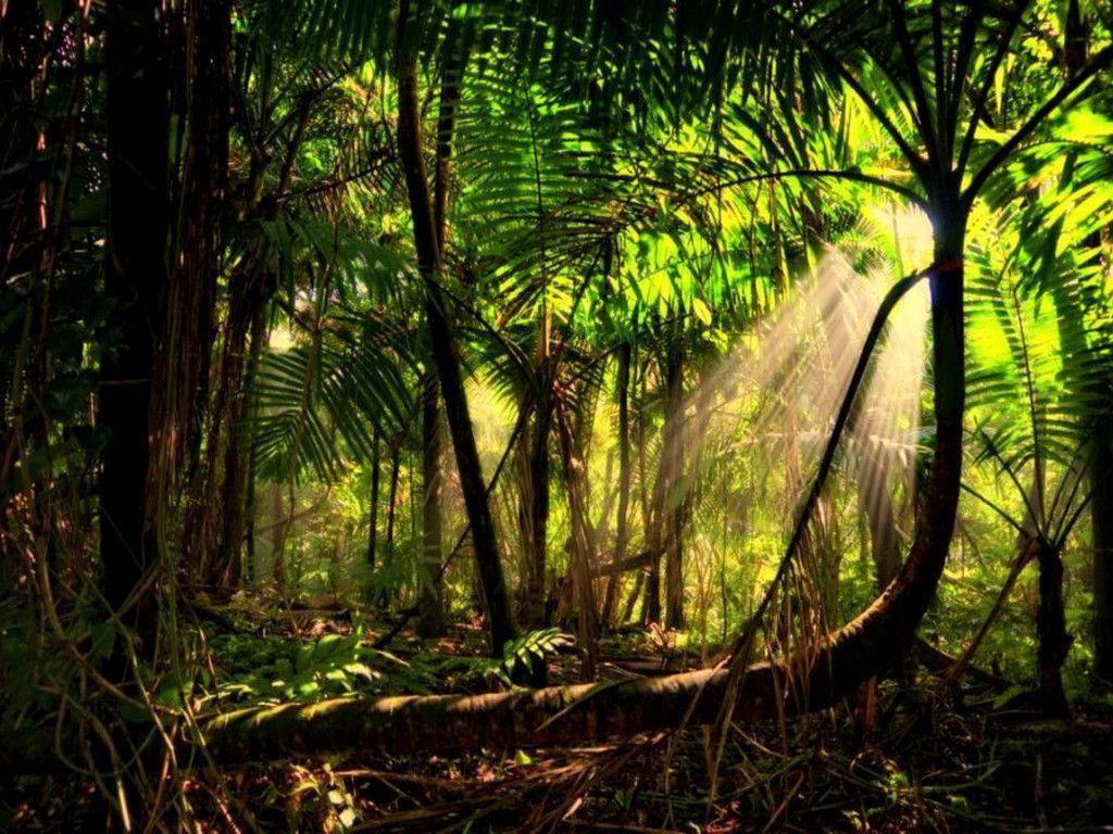 Rainforest Backgrounds - Wallpaper Cave