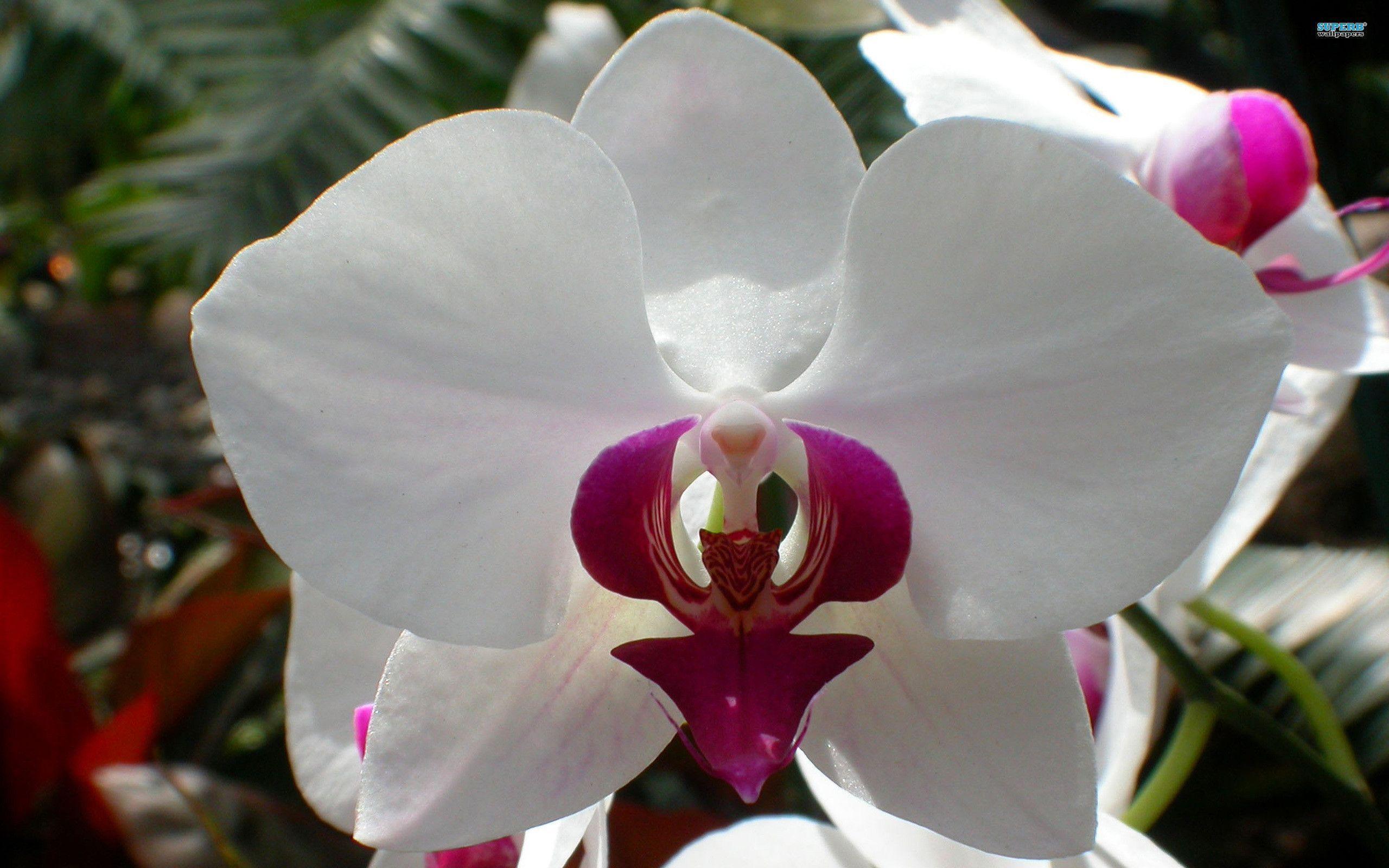 White Orchid Wallpapers Wallpaper Cave