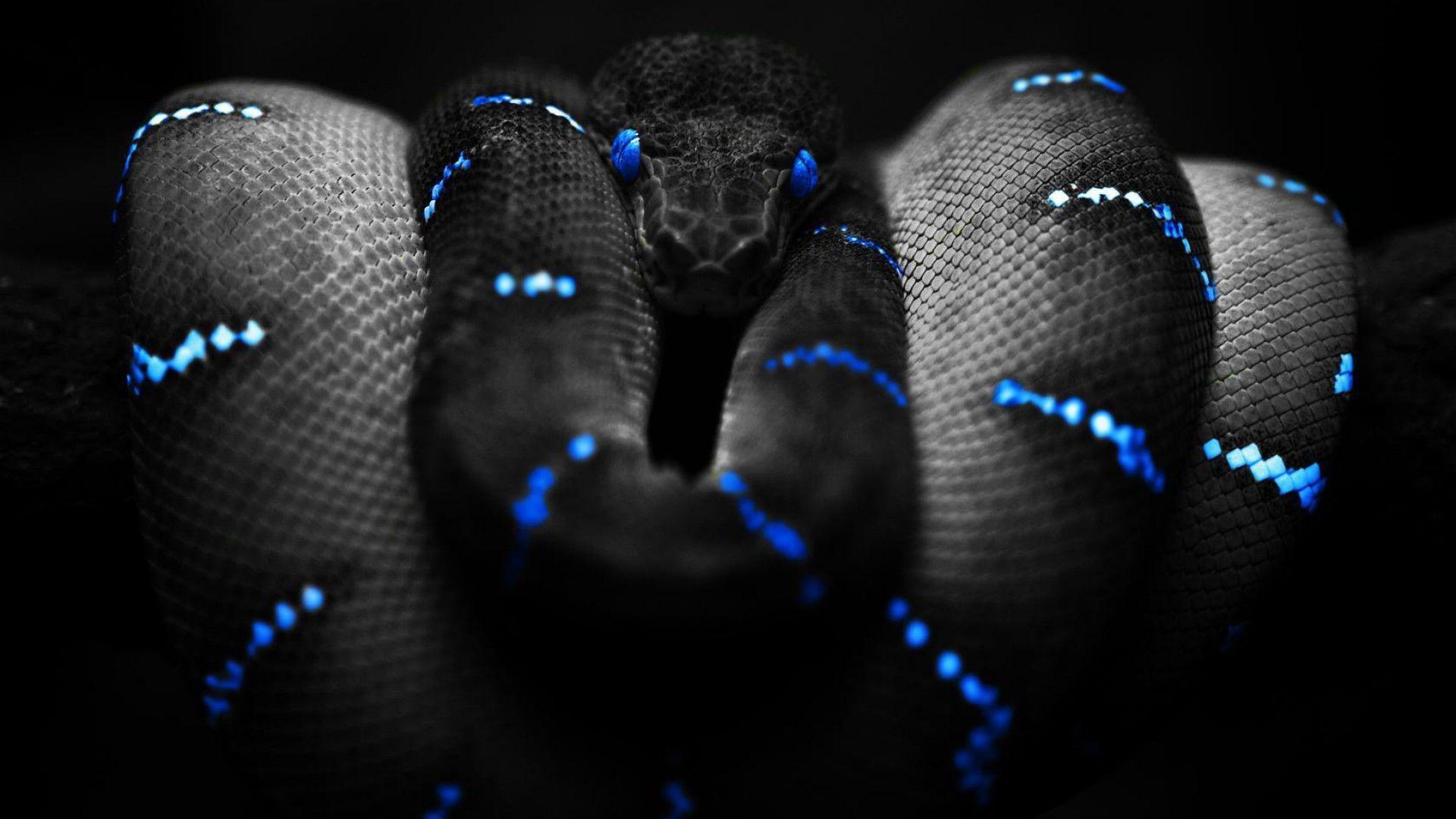 Snake Wallpapers Wallpaper Cave