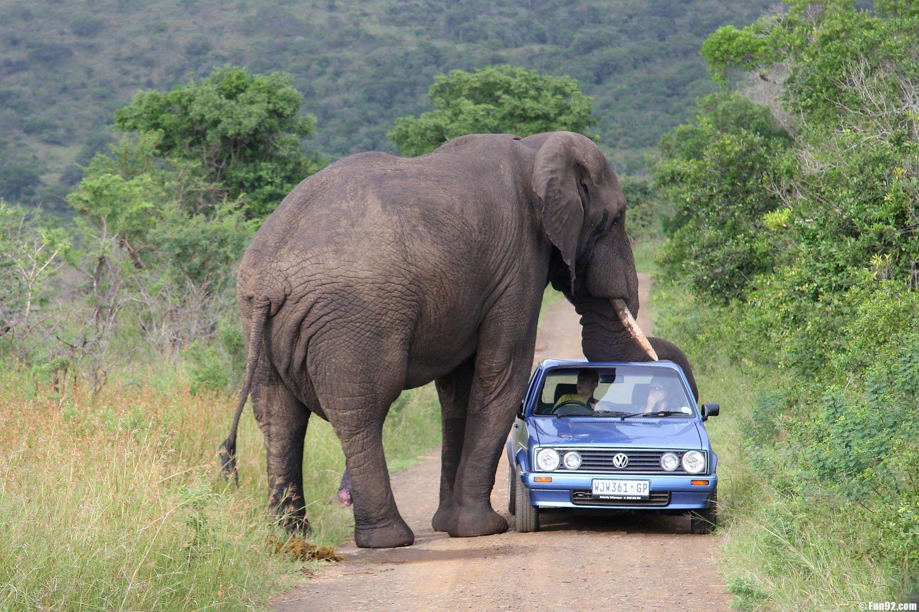 Elephant Wallpapers Wallpaper Cave