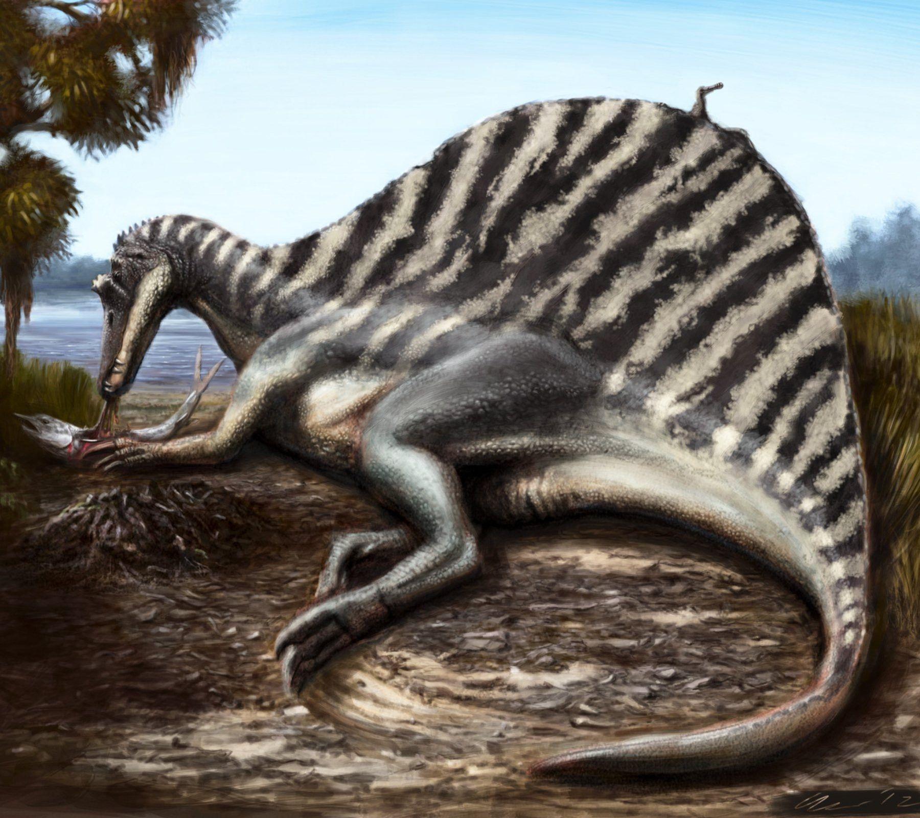 Spinosaurus Wallpapers Wallpaper Cave