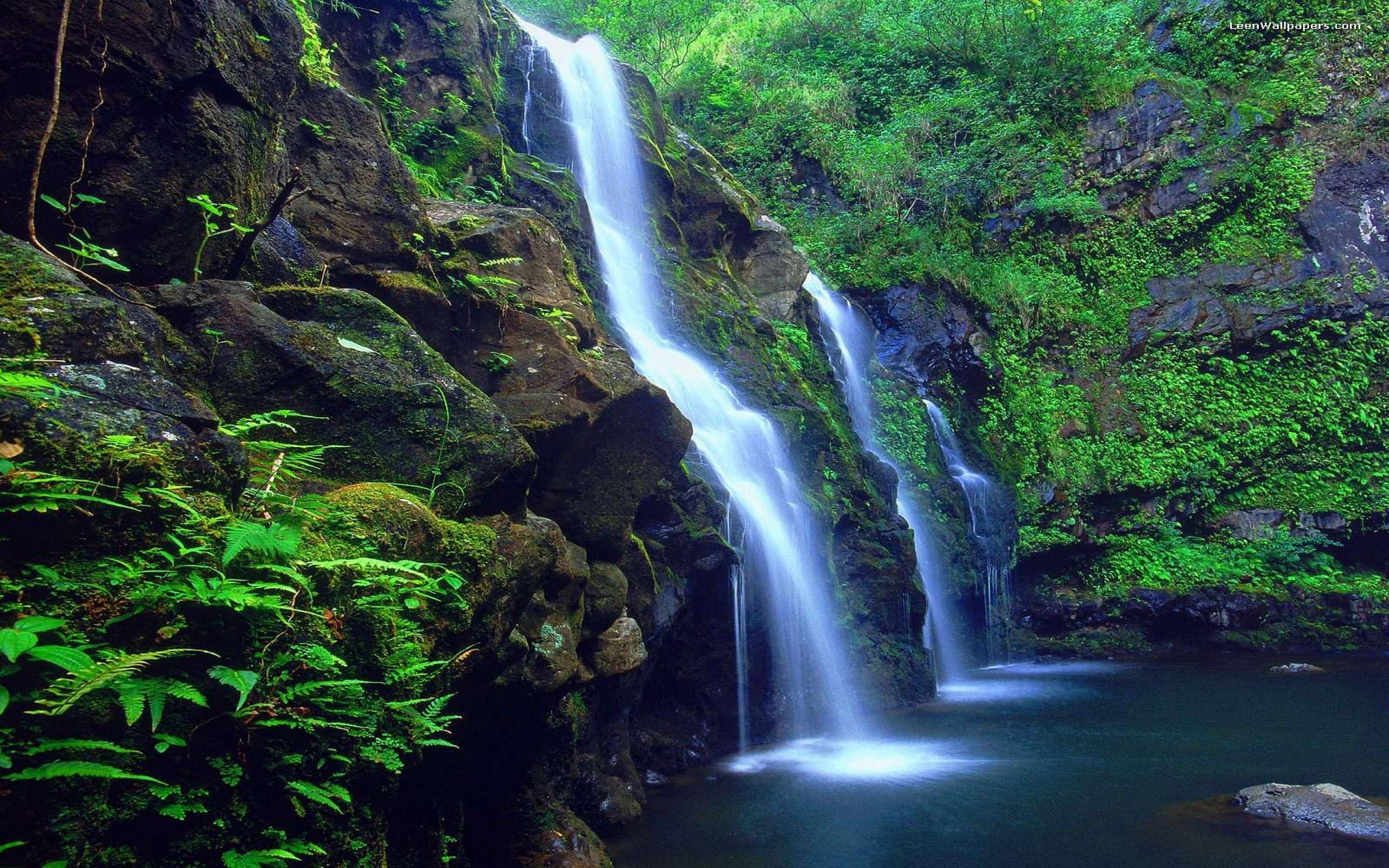 Beautiful Forest Wallpapers Wallpaper Cave