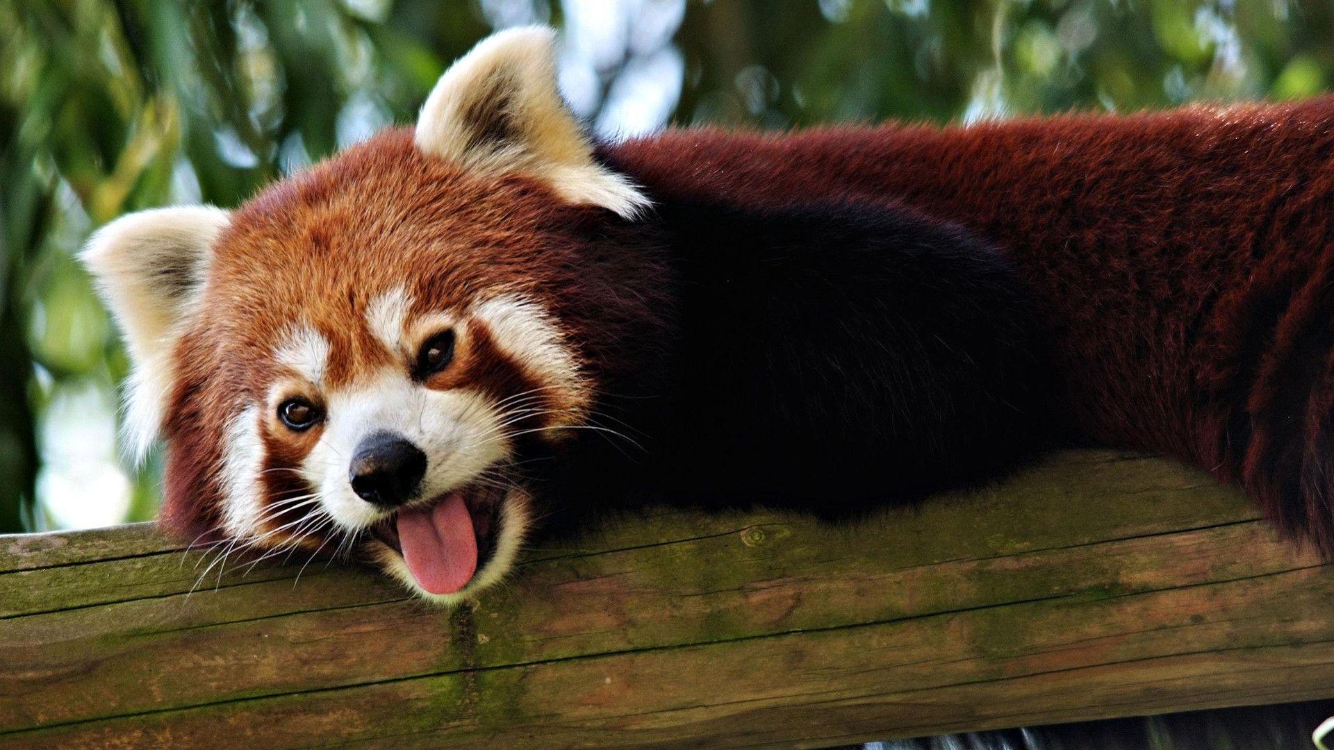 Red Panda Backgrounds Wallpaper Cave