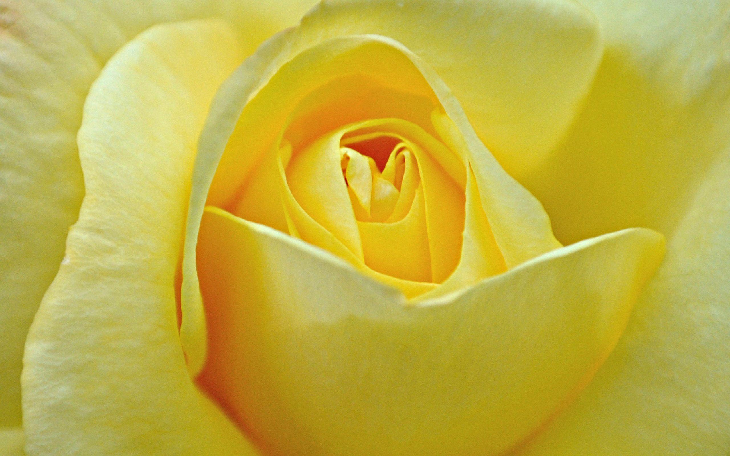 Yellow Rose Flower Wallpapers Wallpaper Cave