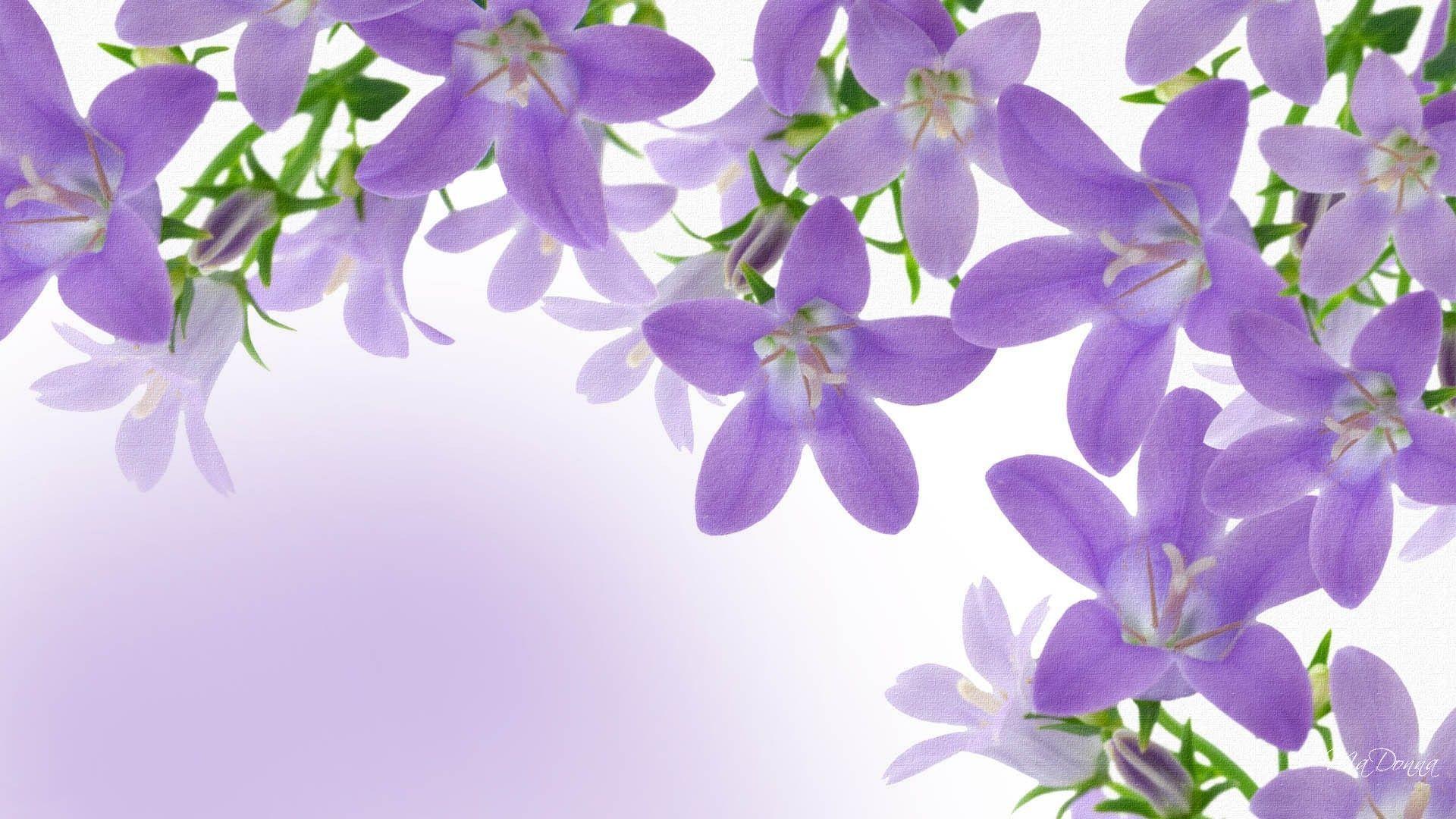 Lavendar Wallpapers Wallpaper Cave