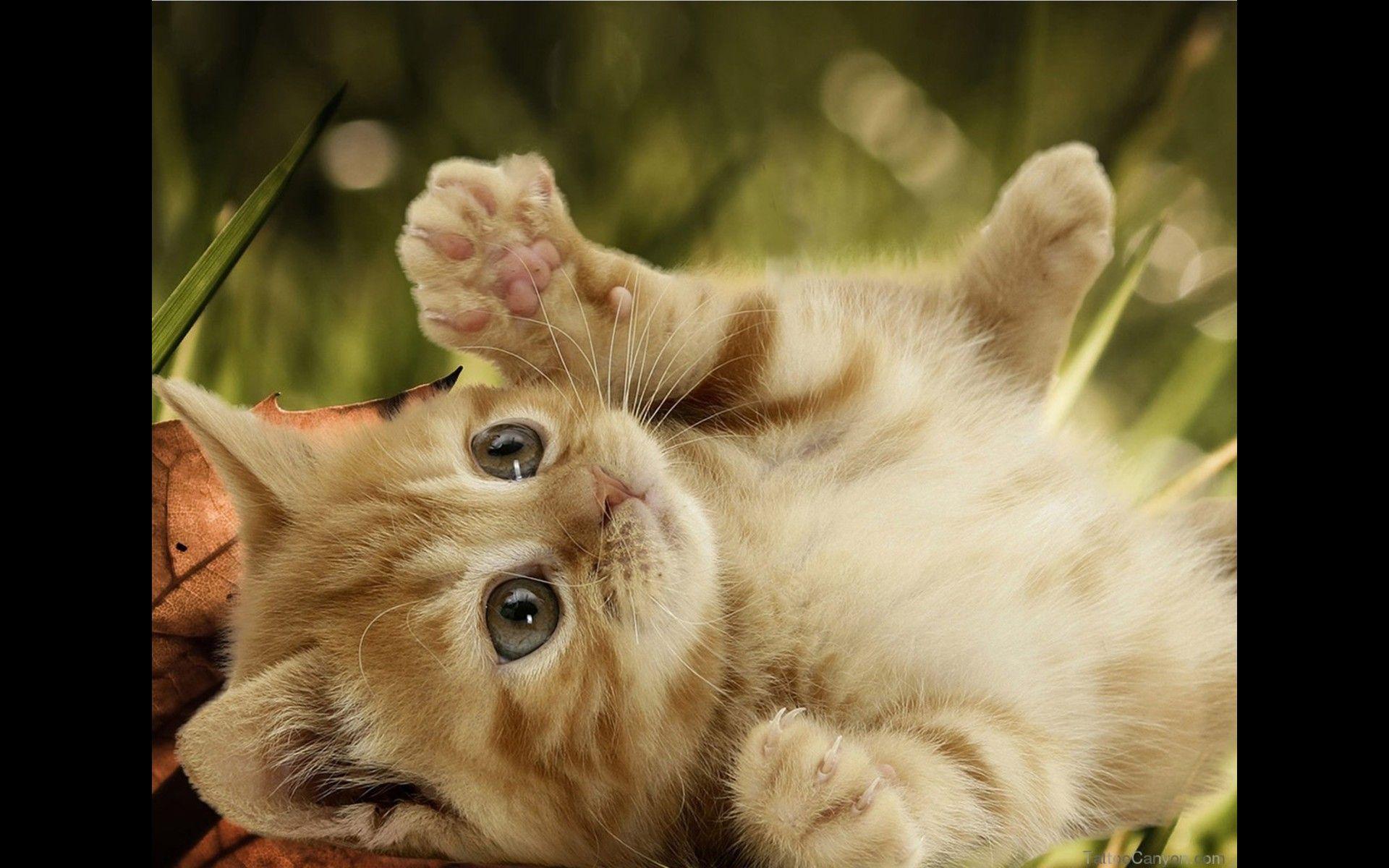 Cat And Dog Wallpapers Wallpaper Cave