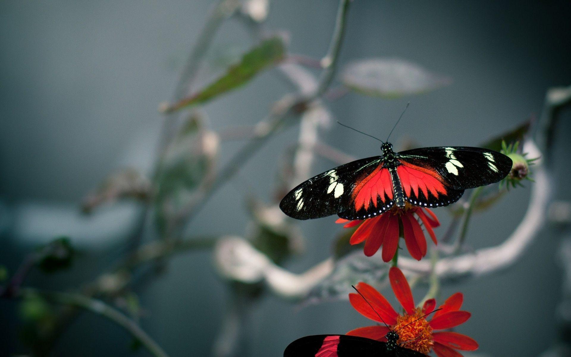 Red Butterfly Wallpapers Wallpaper Cave