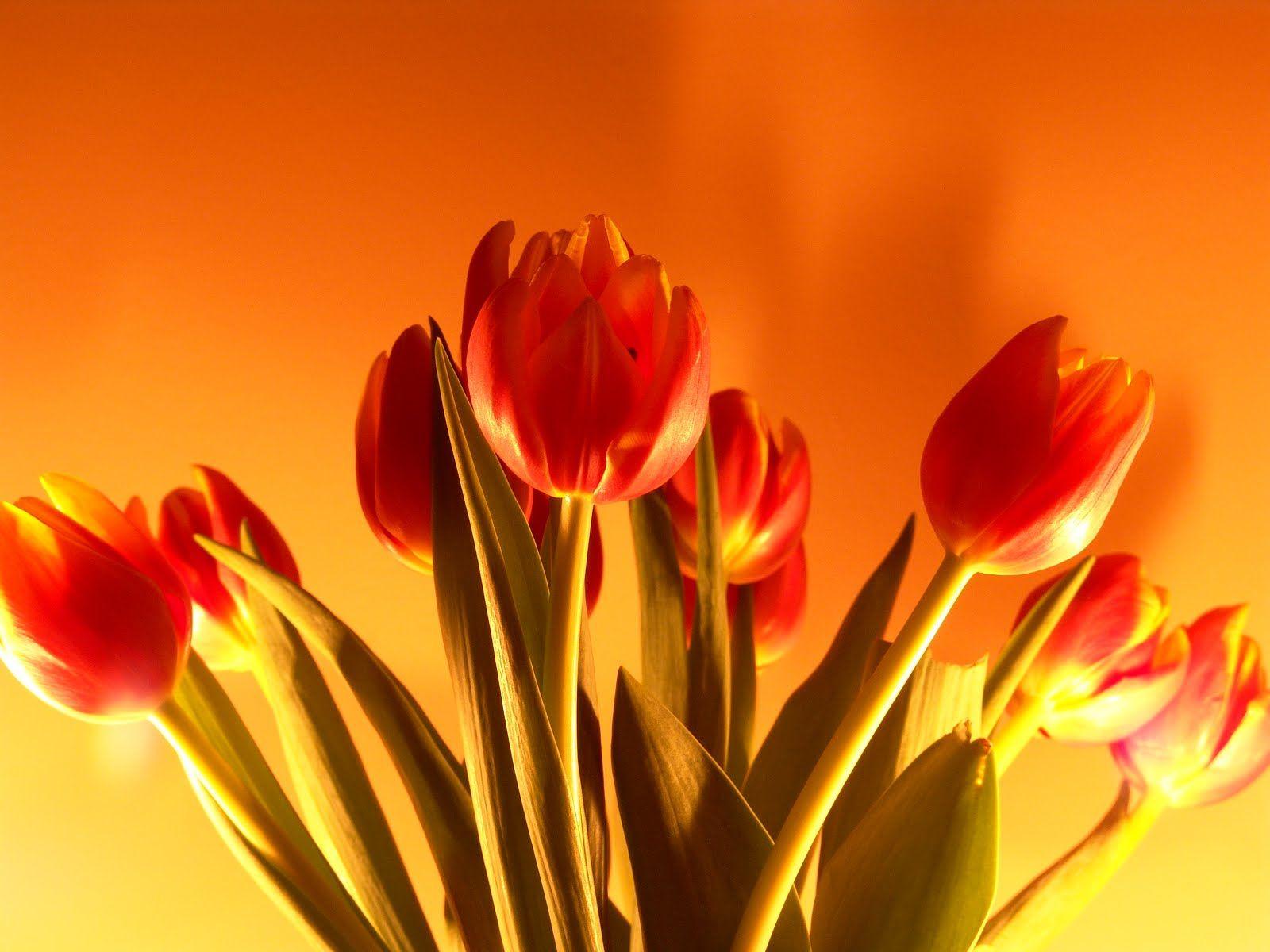 Tulip Flowers Wallpapers Wallpaper Cave
