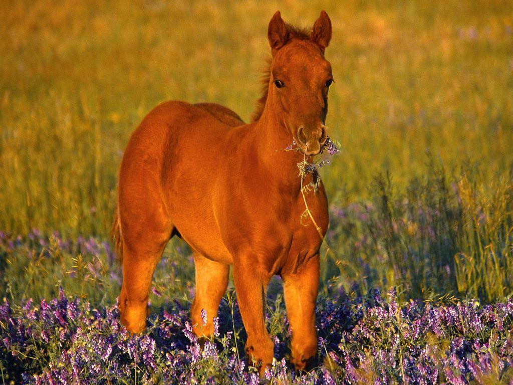 Quarter Horse Wallpapers Wallpaper Cave
