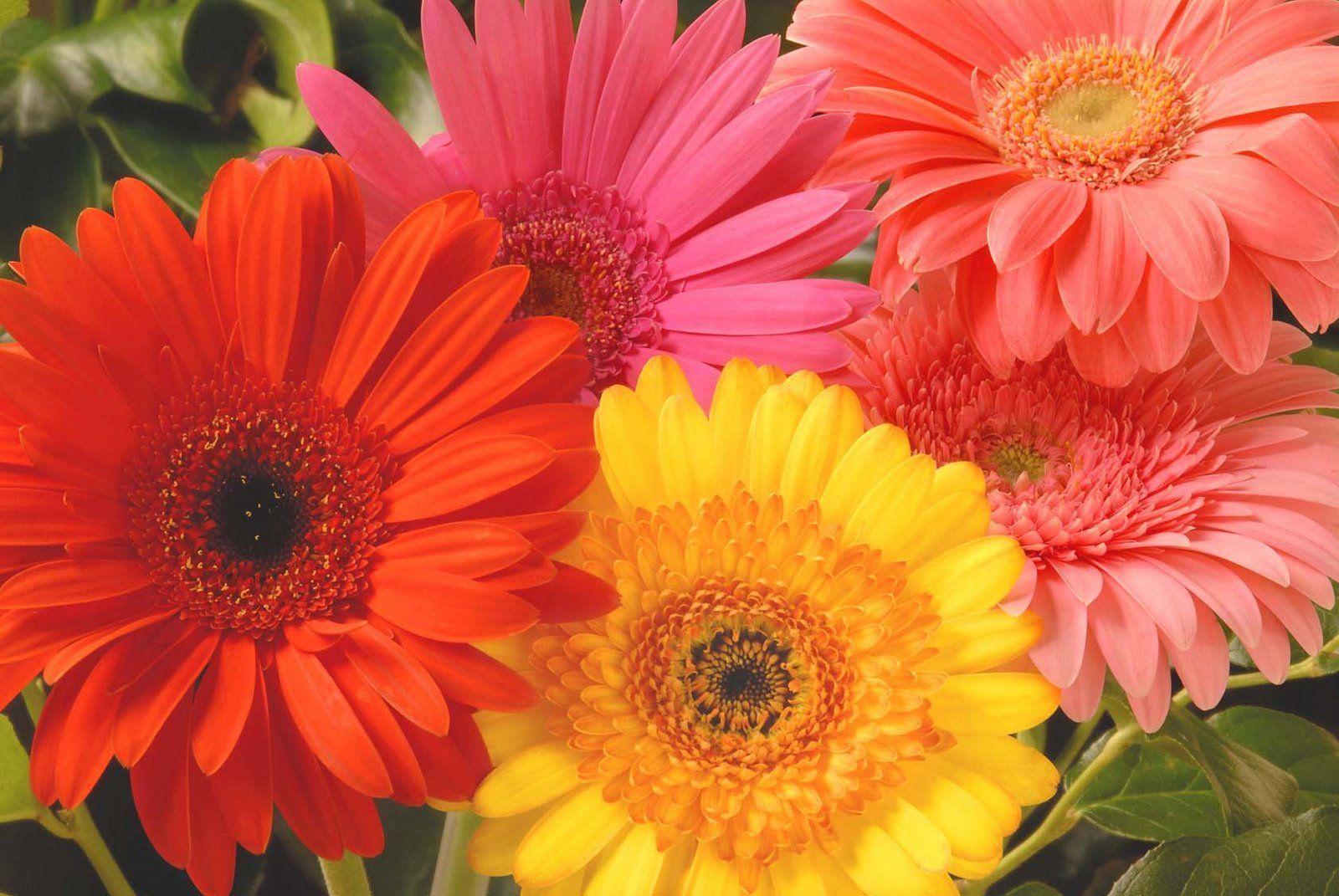 Gerbera Daisies Wallpapers Wallpaper Cave