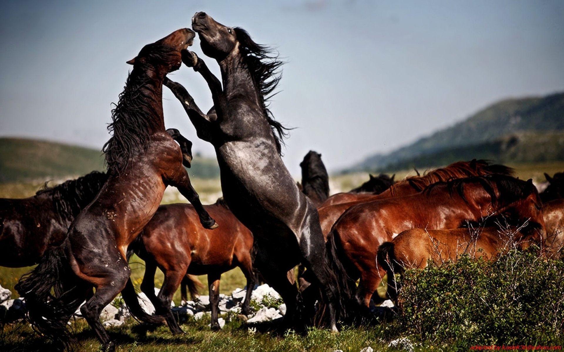 Wild Horses Wallpapers Wallpaper Cave