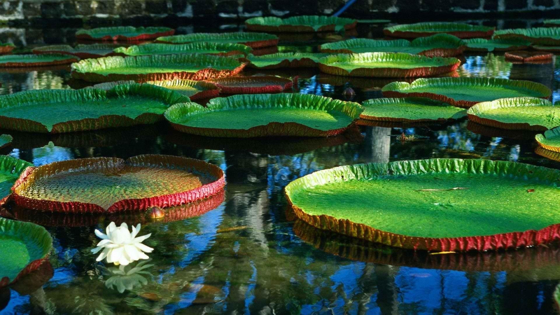 Lily Pad Wallpapers Wallpaper Cave