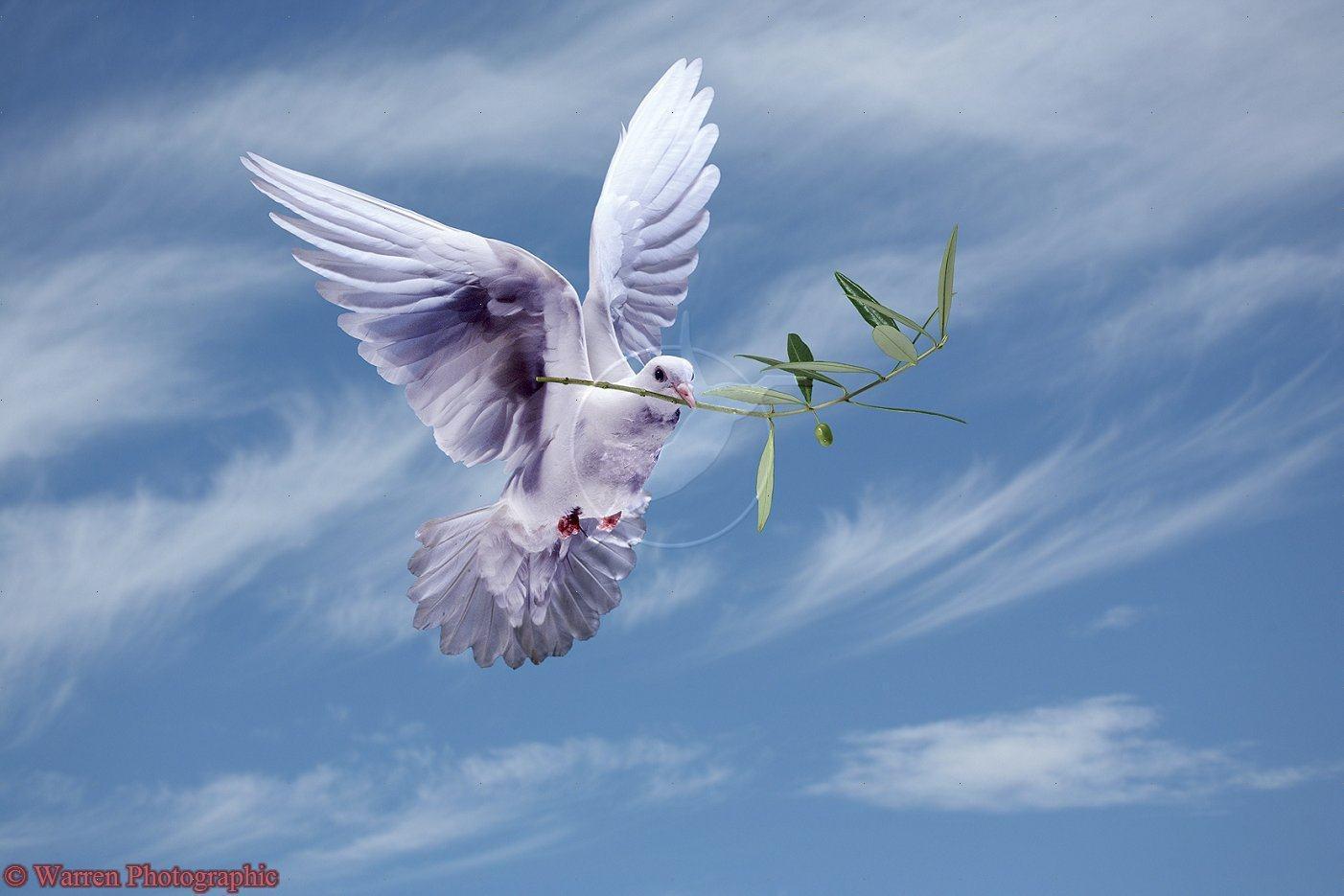 White Dove Wallpapers Wallpaper Cave