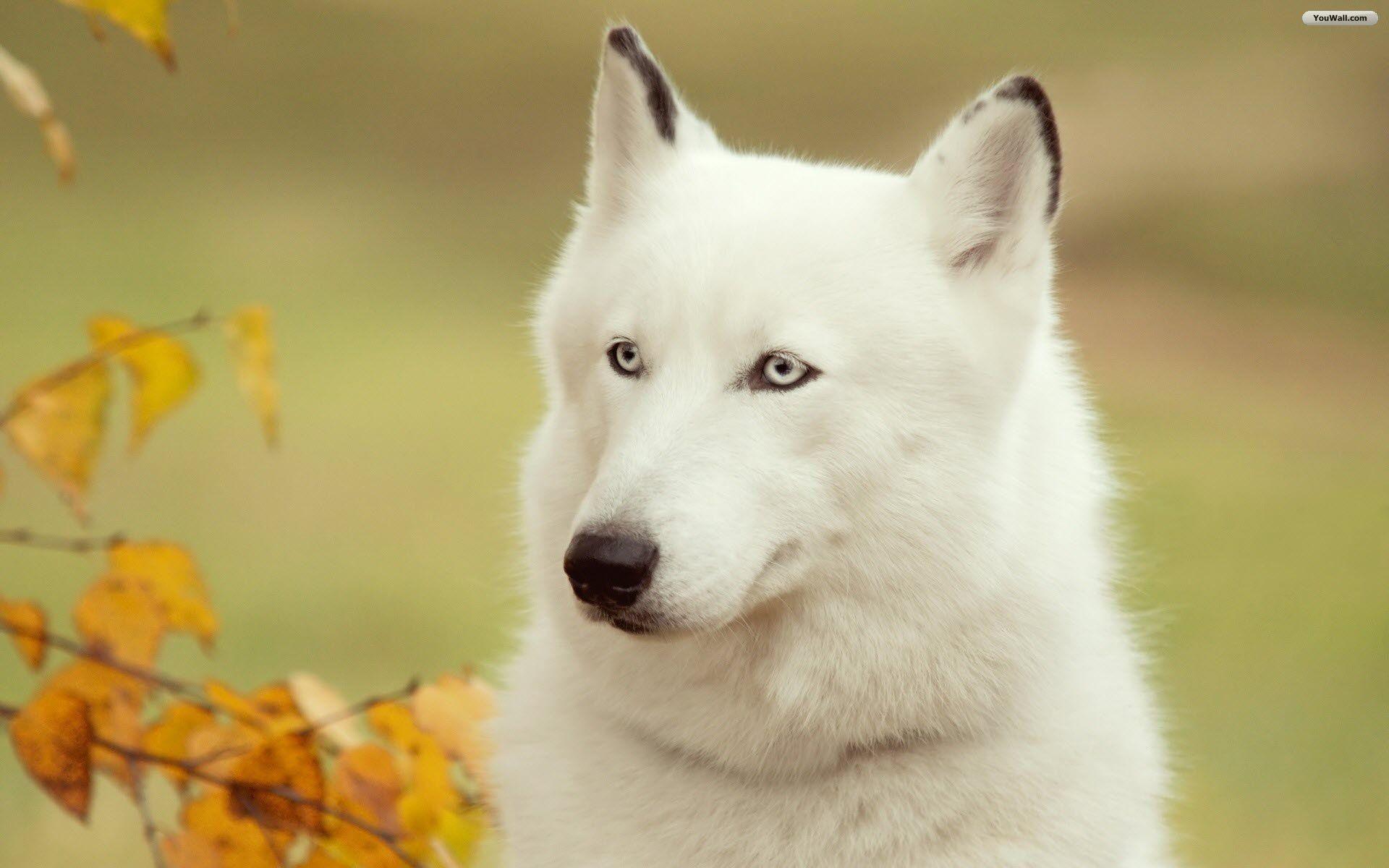 White Wolf Wallpapers Wallpaper Cave