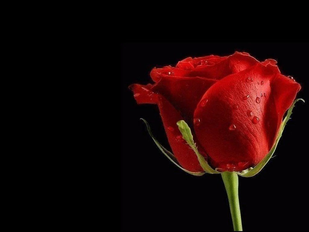 Red Rose Wallpapers Wallpaper Cave