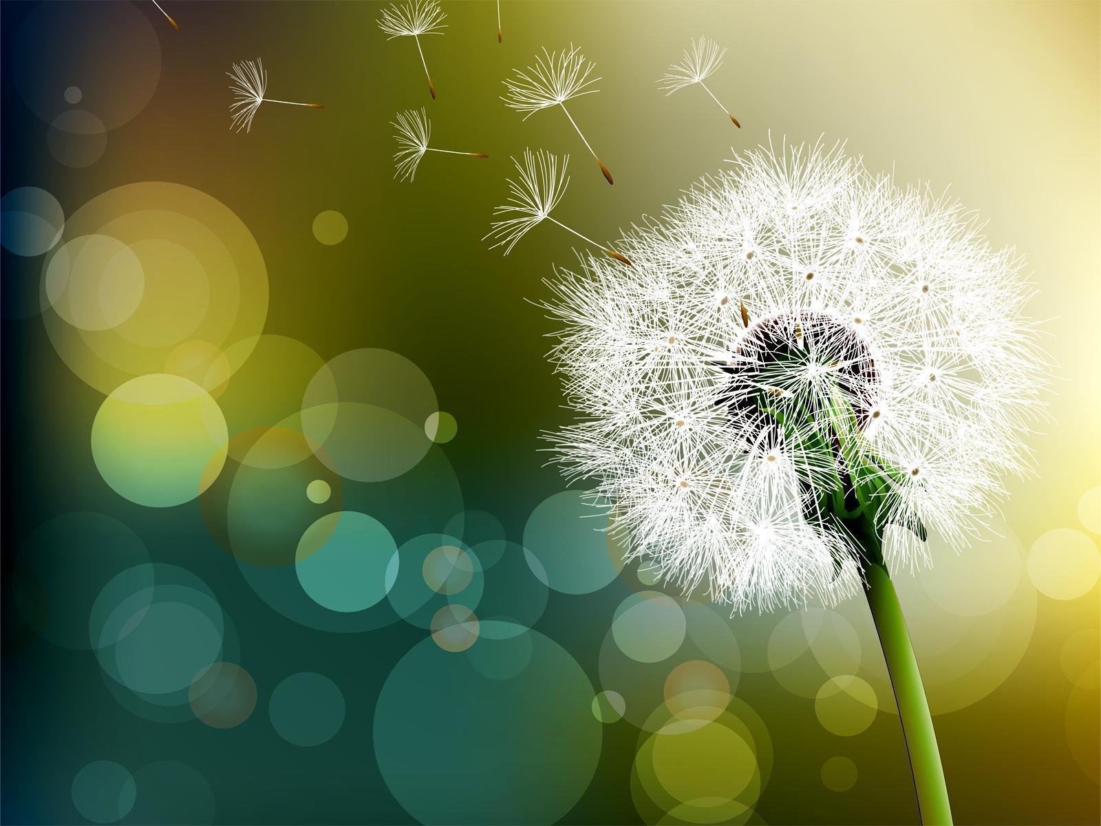 Dandelion Backgrounds Wallpaper Cave