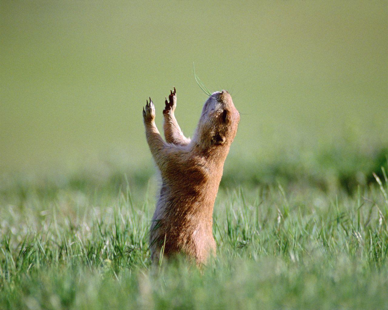 Funny Stupid Wallpapers Wallpaper Cave