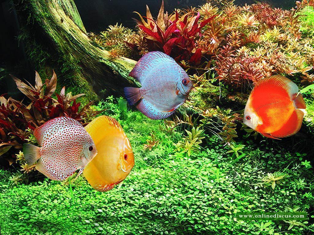 Discus Fish Wallpapers Wallpaper Cave
