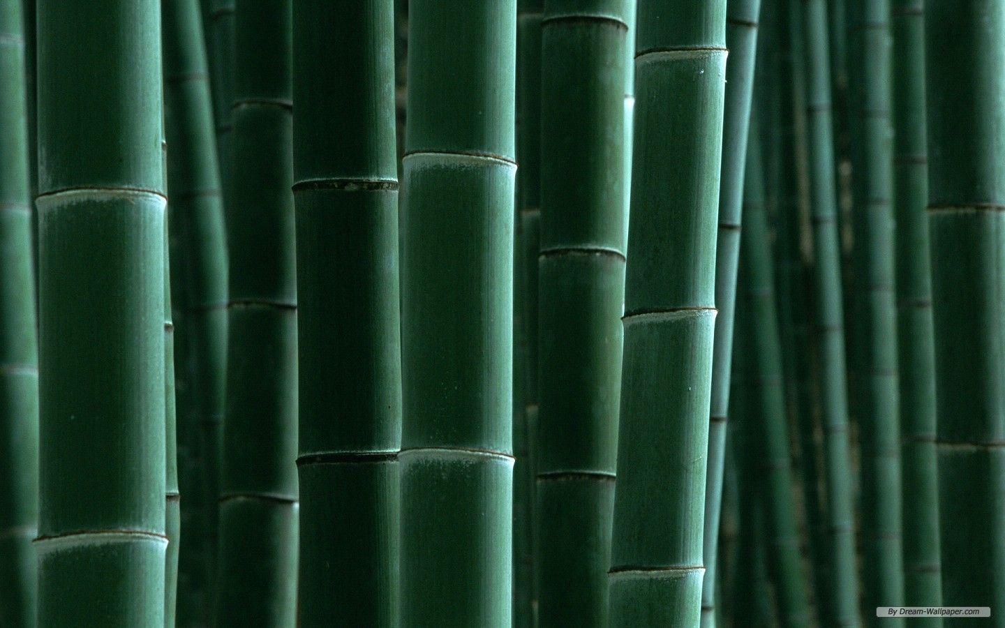 Wallpapers Bamboo Wallpaper Cave