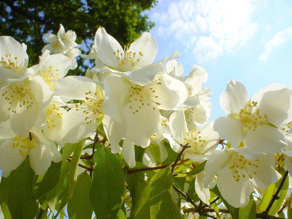 Jasmine Flower Wallpapers Wallpaper Cave