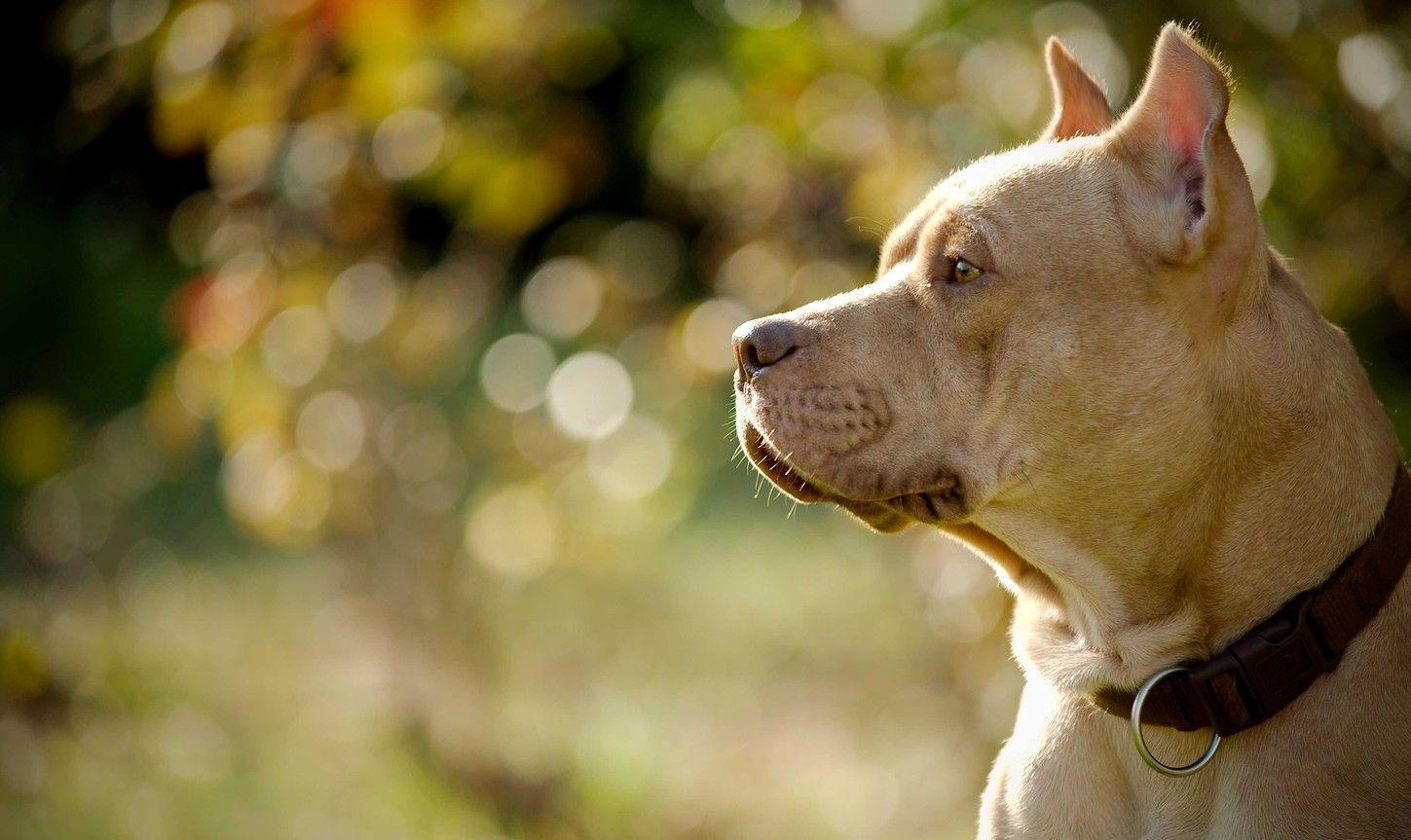 Pitbull Dog Wallpapers Wallpaper Cave