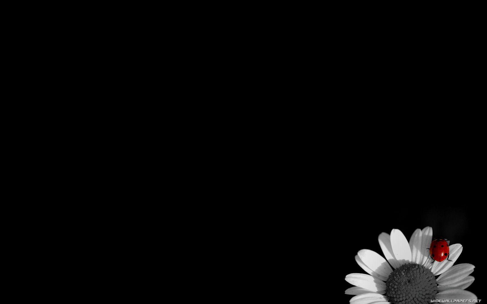 Wallpapers Black Wallpaper Cave